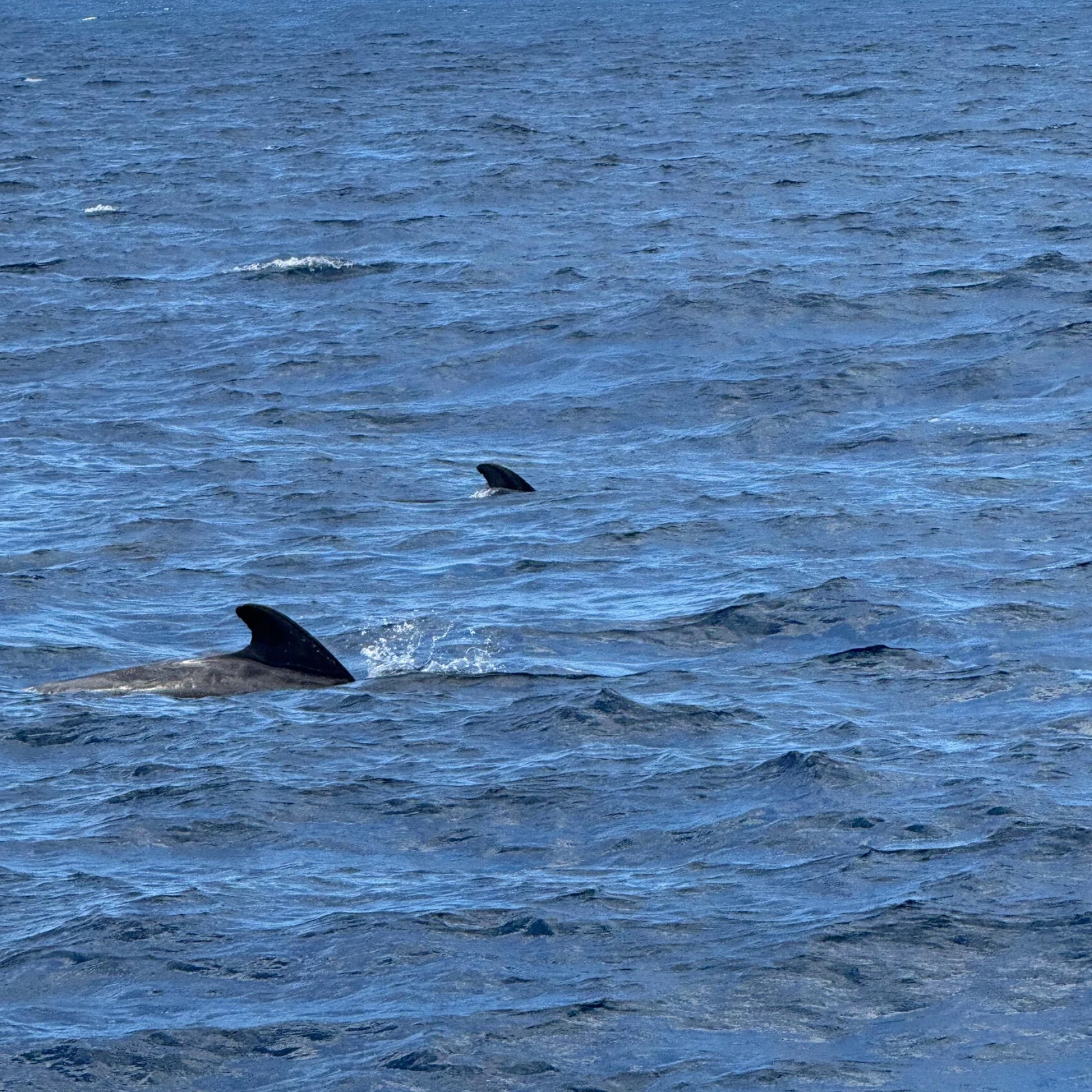 Luxury whale-watching boat safari in southern Tenerife