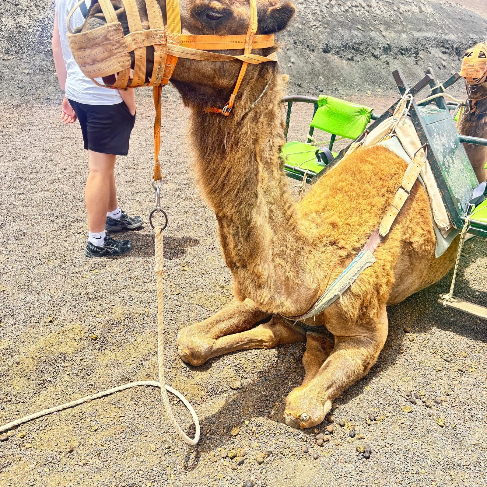 Découvrez les contrastes de Lanzarote en une journée organisée
