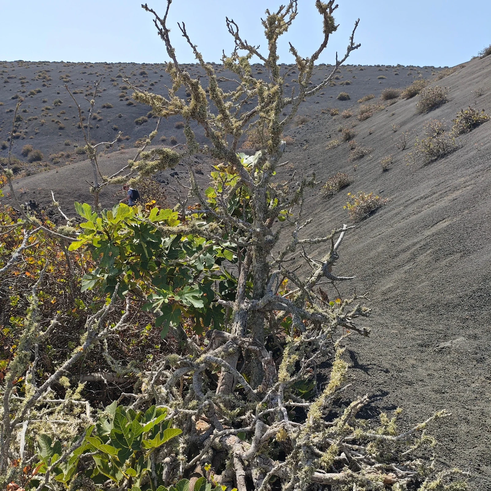 Marchez parmi les laves, volcans et cratères de Timanfaya