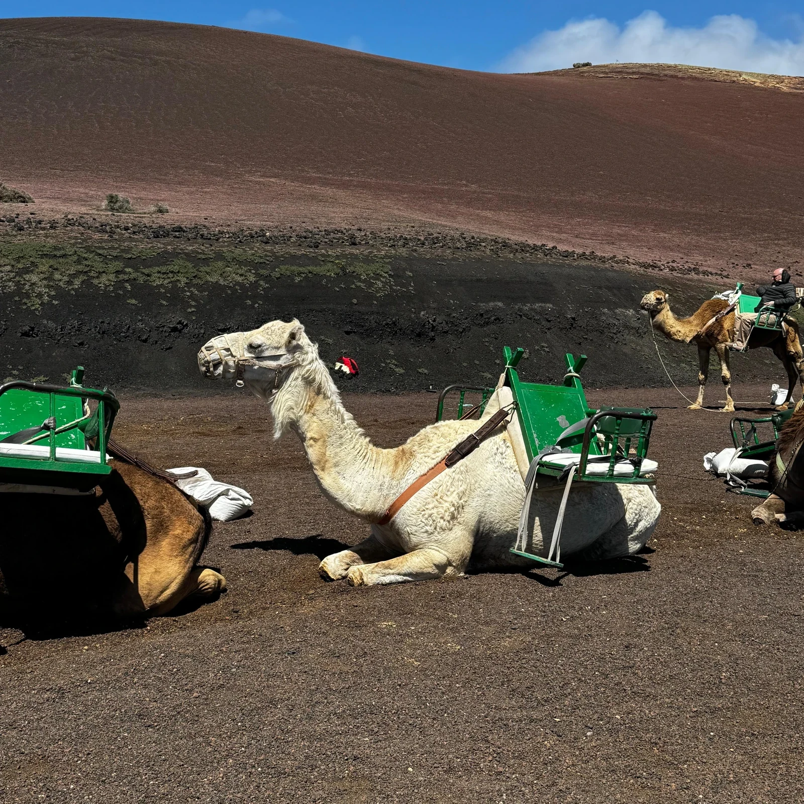 Timanfaya depuis Arrecife : une excursion adaptée à votre escale