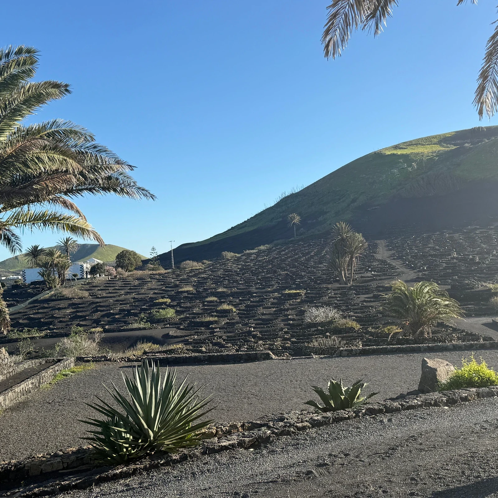 Entdecke Lanzarotes Vulkanwein auf der Finca Testeina