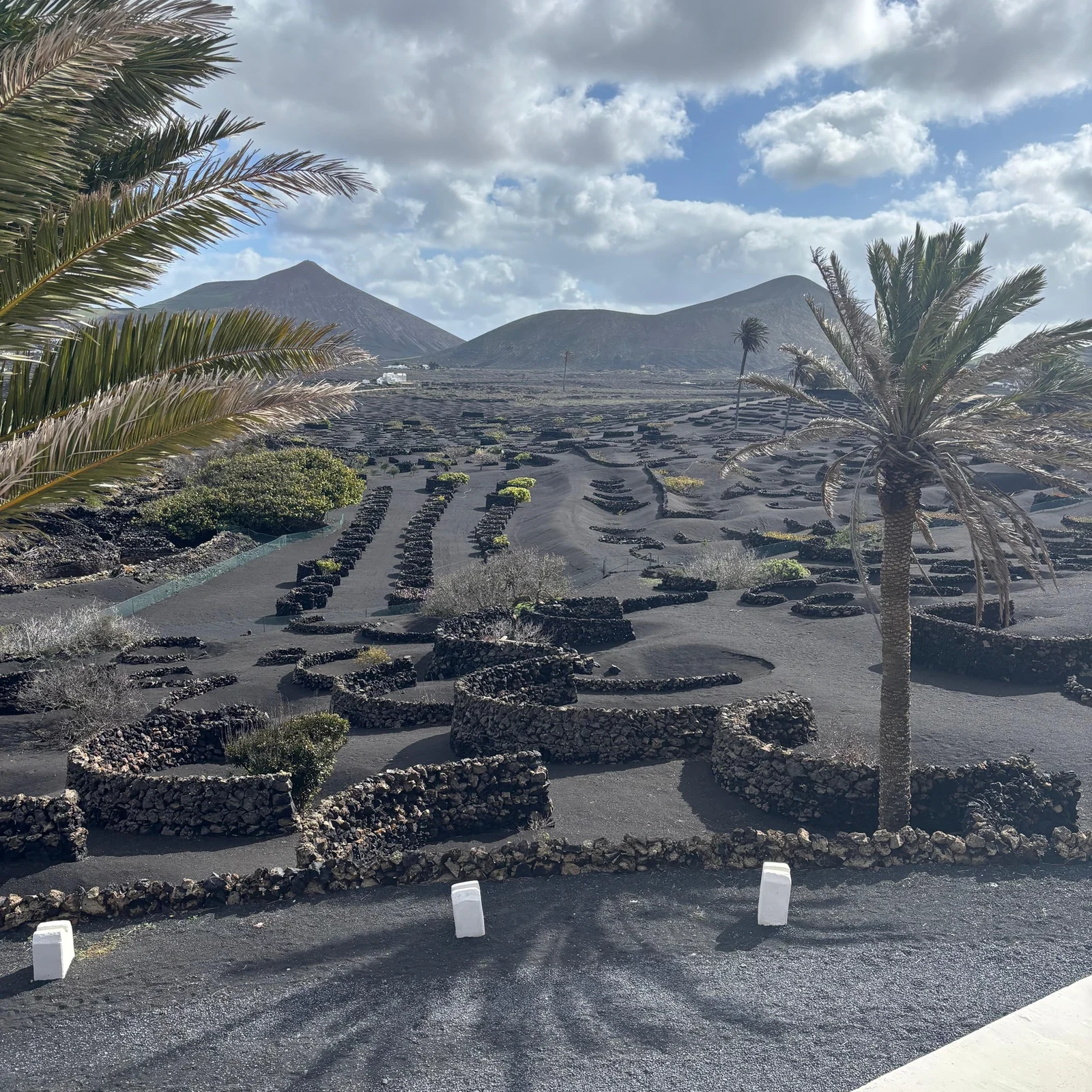 Entdecke Lanzarotes Vulkanwein auf der Finca Testeina
