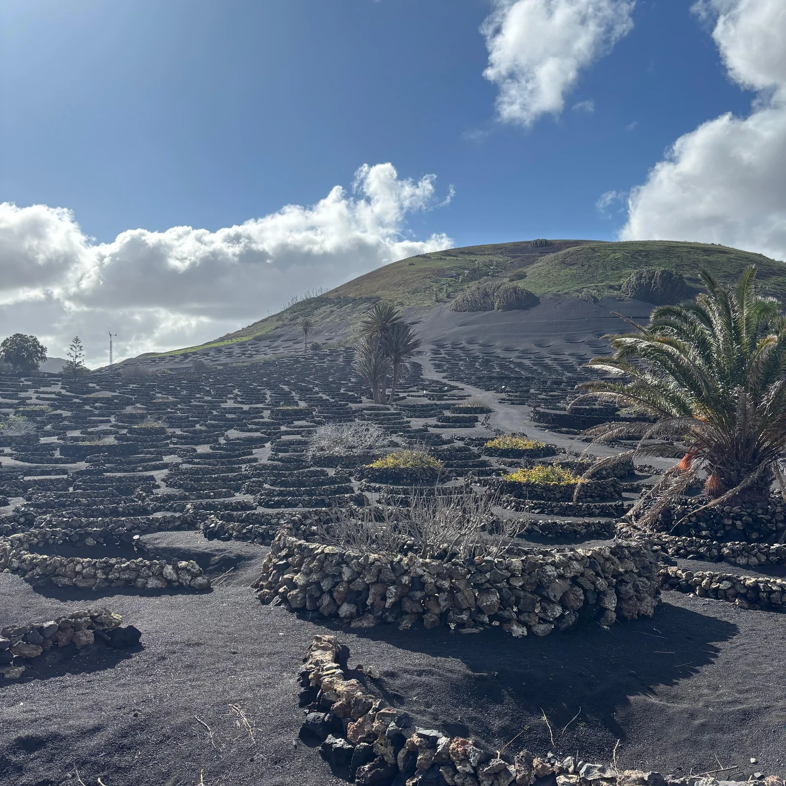 Entdecke Lanzarotes Vulkanwein auf der Finca Testeina