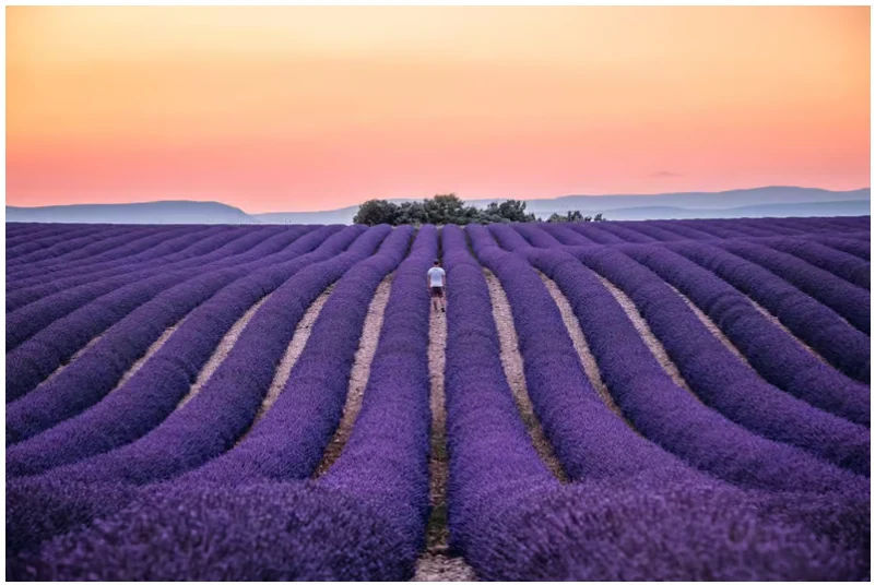 Visite des champs de lavande de Provence depuis Nice ou Cannes et Verdon