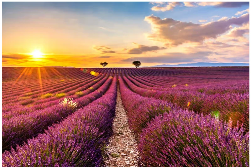 Visite des champs de lavande de Provence depuis Nice ou Cannes