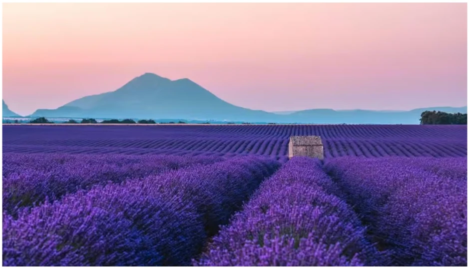 Visite des champs de lavande de Provence depuis Nice ou Cannes
