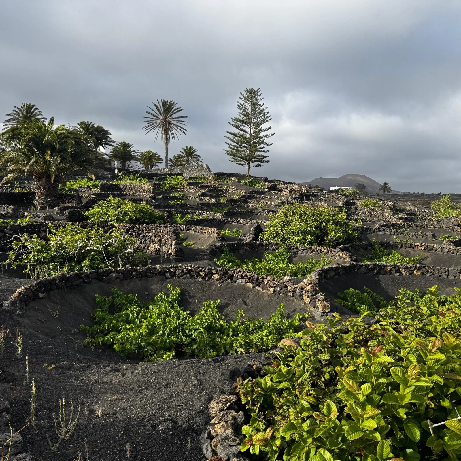Discover Finca Testeina among volcanic vines at sunset