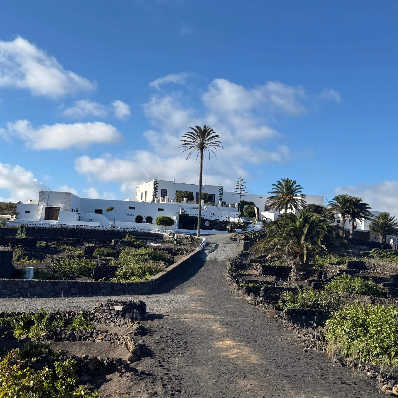 Discover Finca Testeina among volcanic vines at sunset