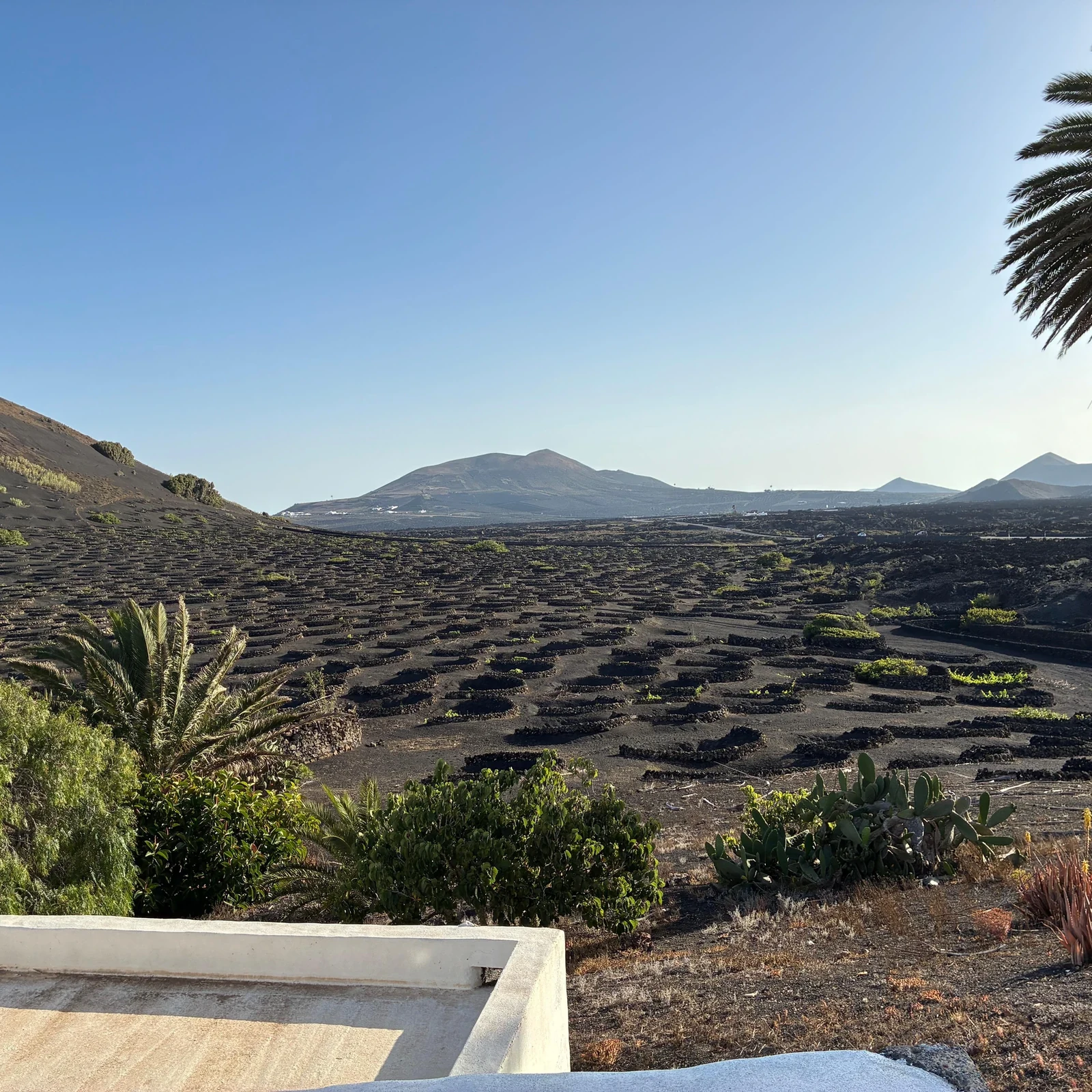 Discover Finca Testeina among volcanic vines at sunset