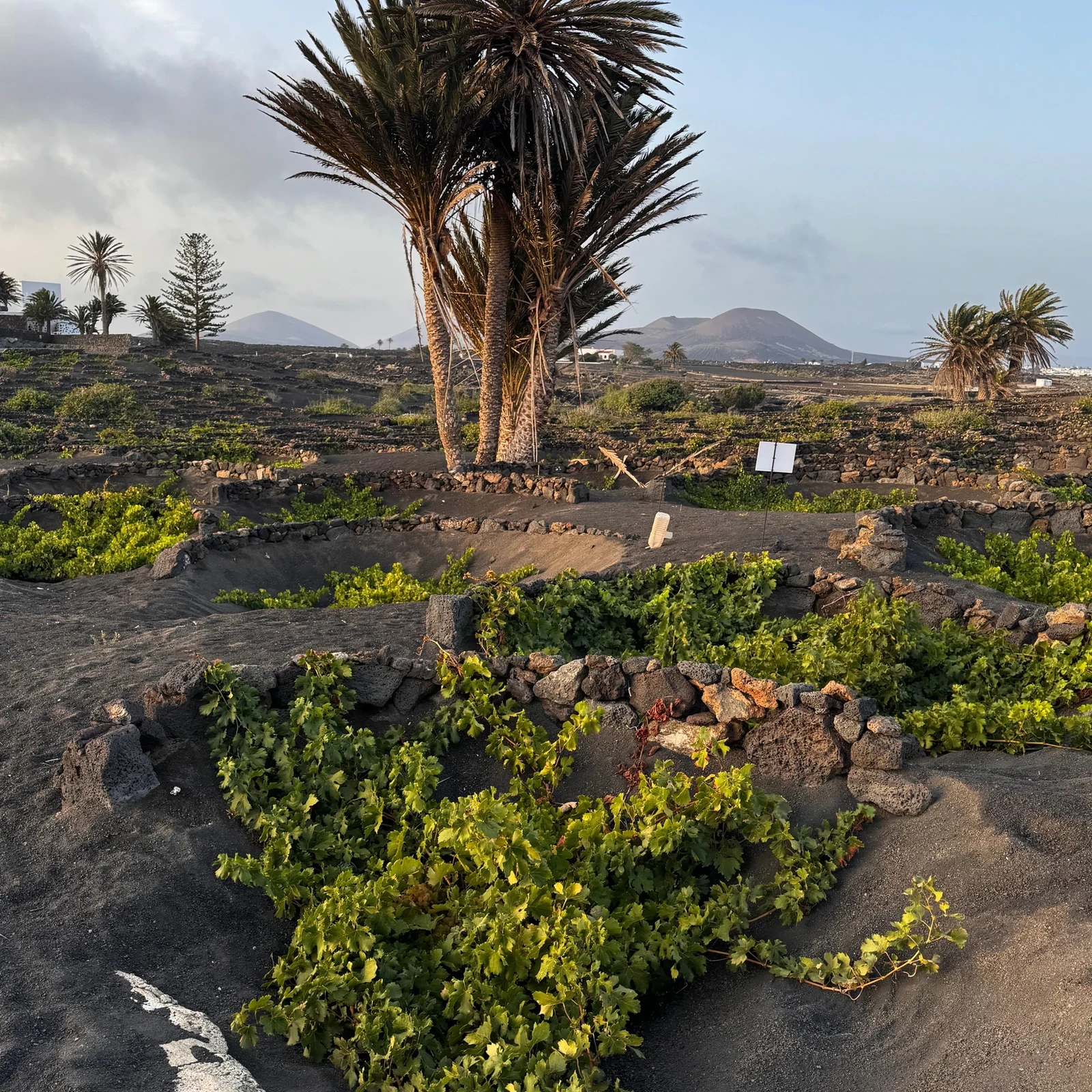 Discover Finca Testeina among volcanic vines at sunset
