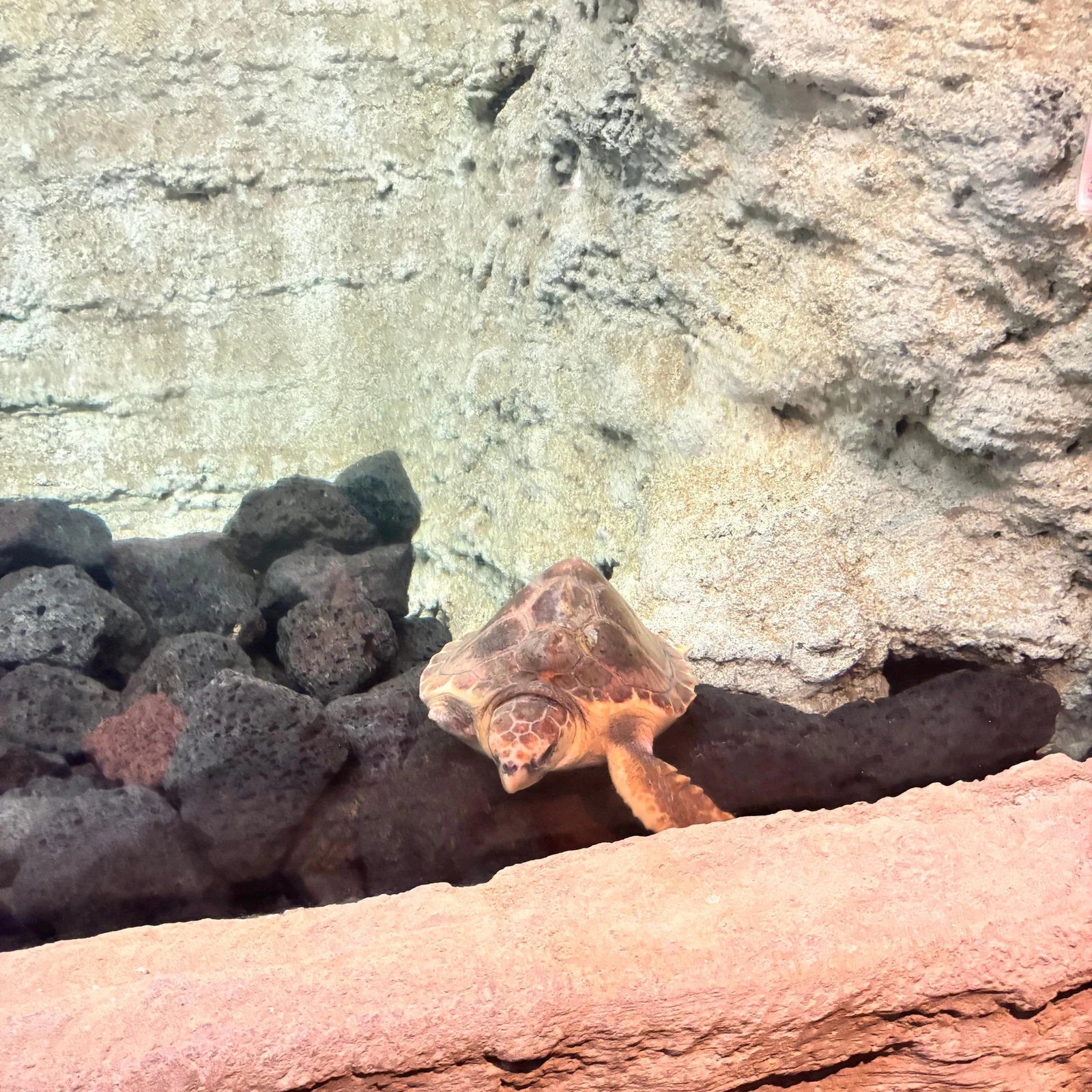 Explore Lanzarote Aquarium at your own pace