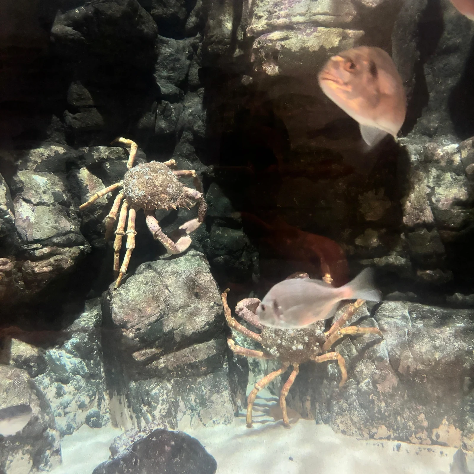 Découvrez le Lanzarote Aquarium à votre rythme
