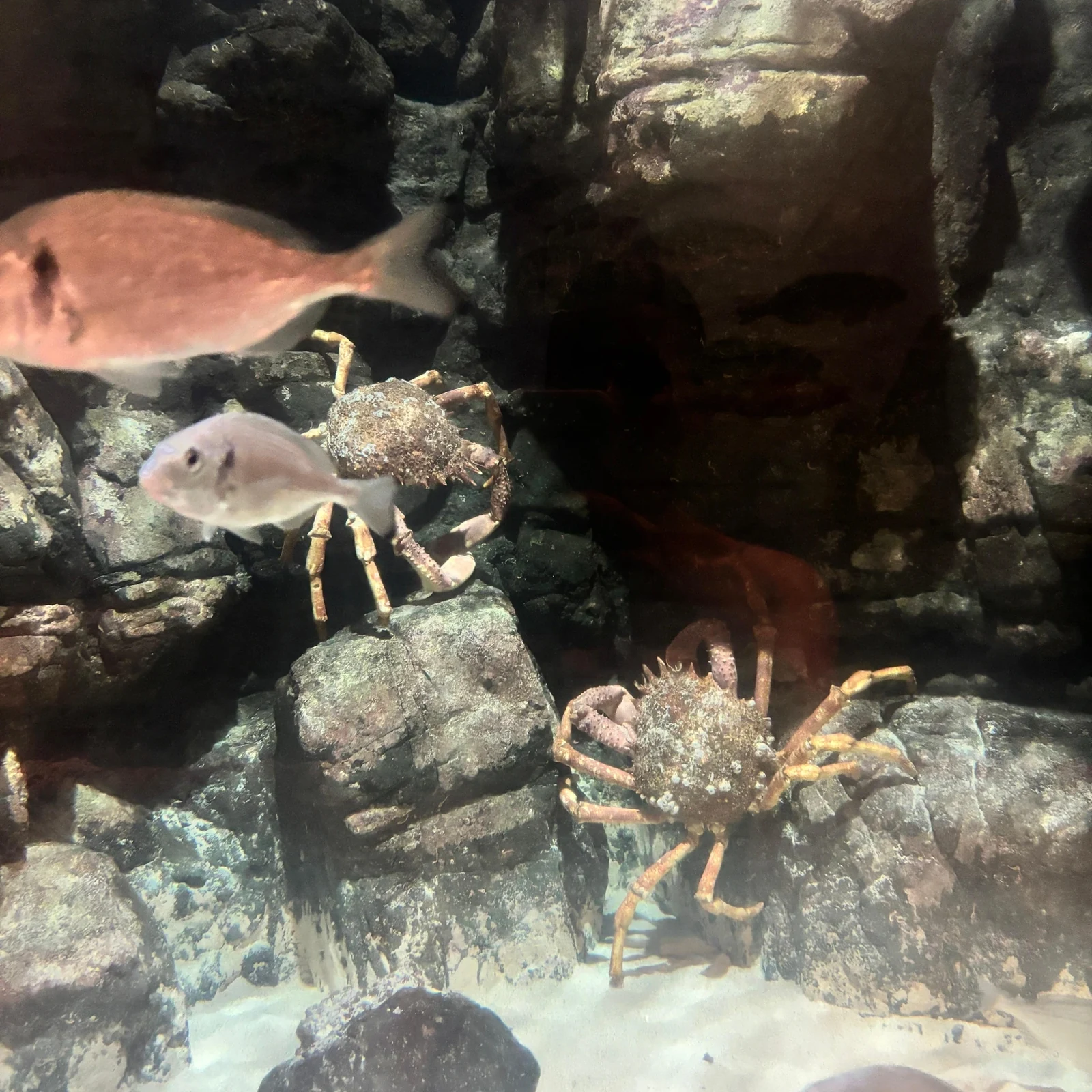 Découvrez le Lanzarote Aquarium à votre rythme