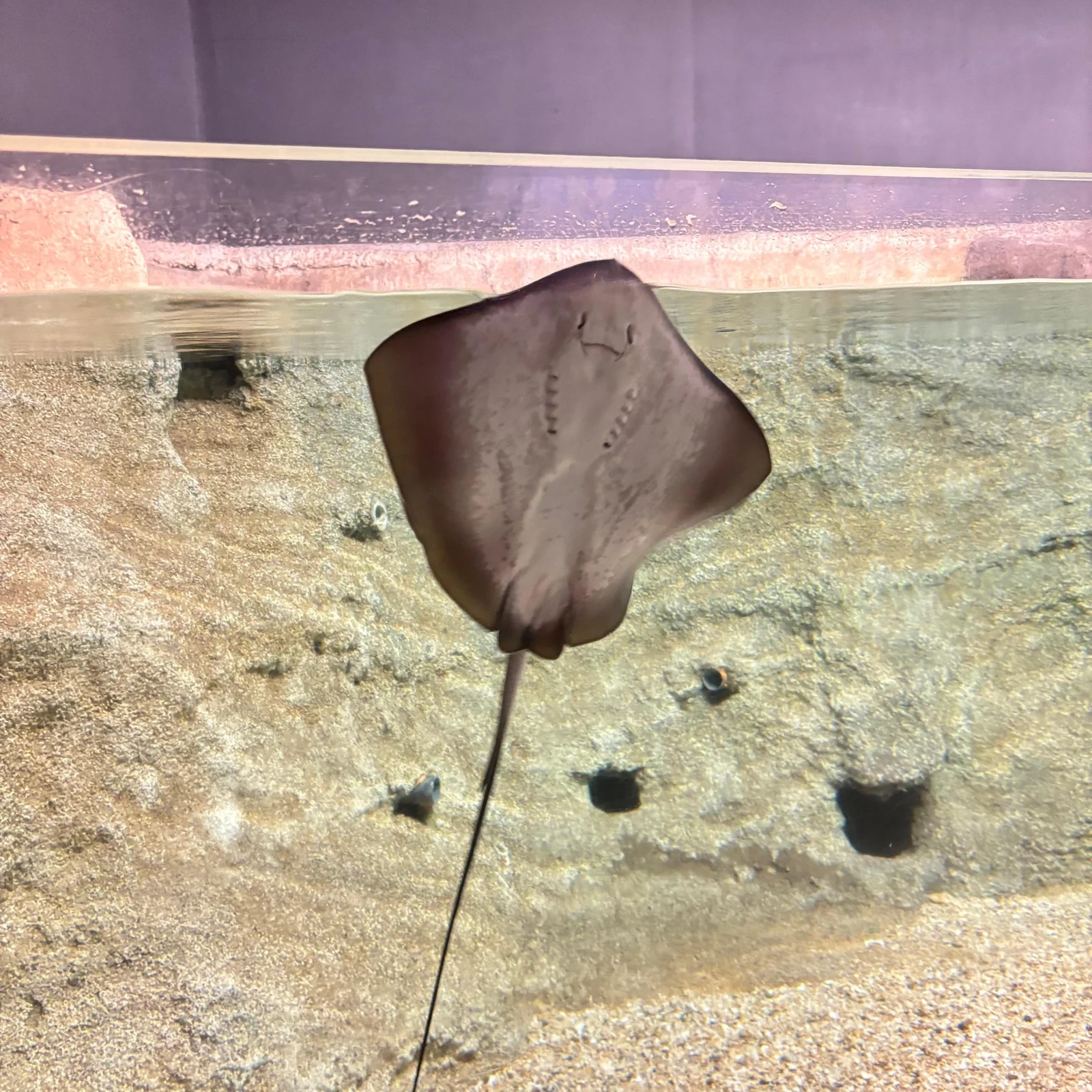Découvrez le Lanzarote Aquarium à votre rythme