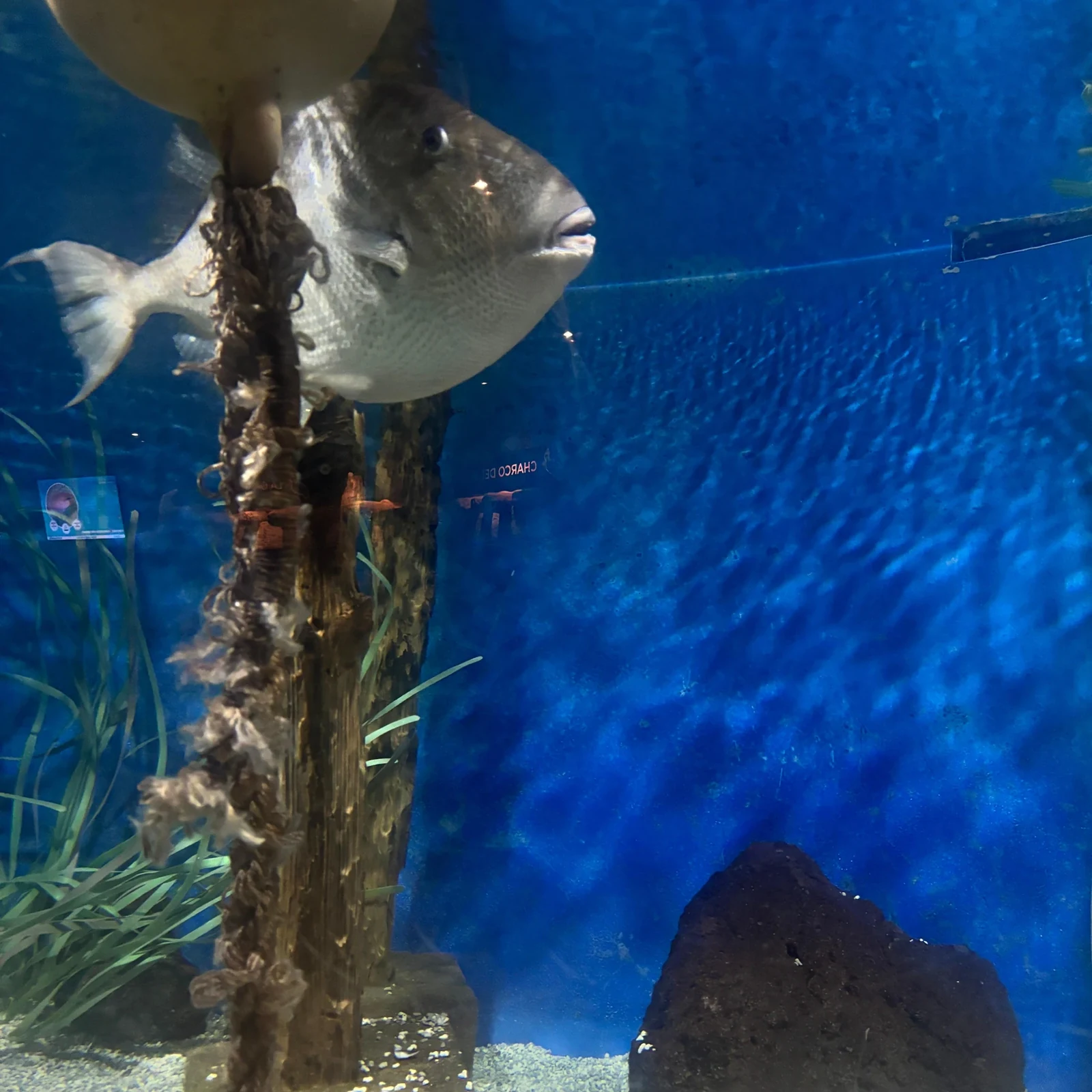 Découvrez le Lanzarote Aquarium à votre rythme