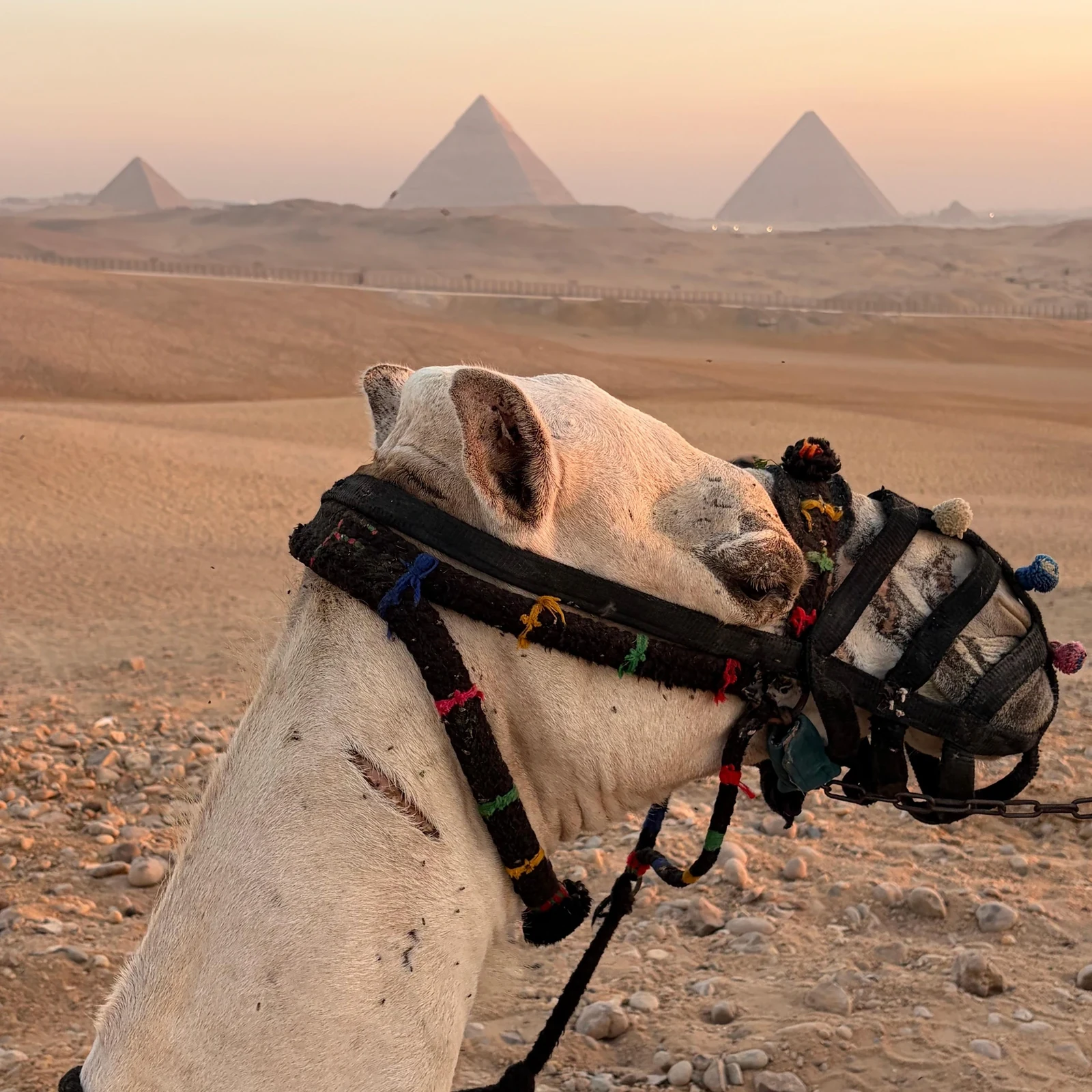 Giza at sunrise: pyramids, ride and breakfast