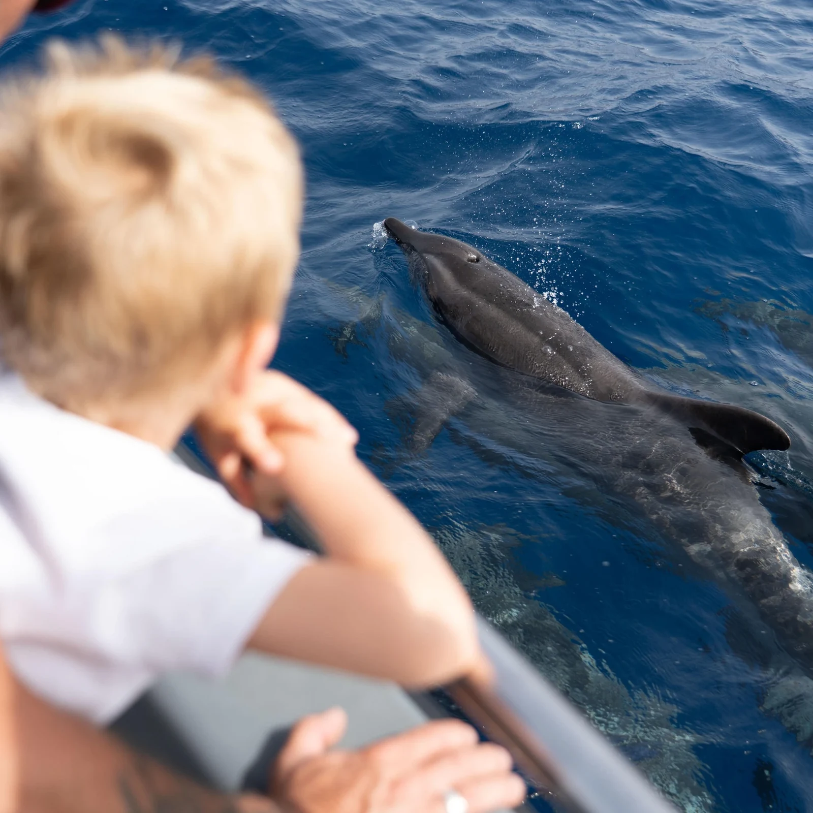 Suche vor Fuerteventura nach Delfinen und Walen