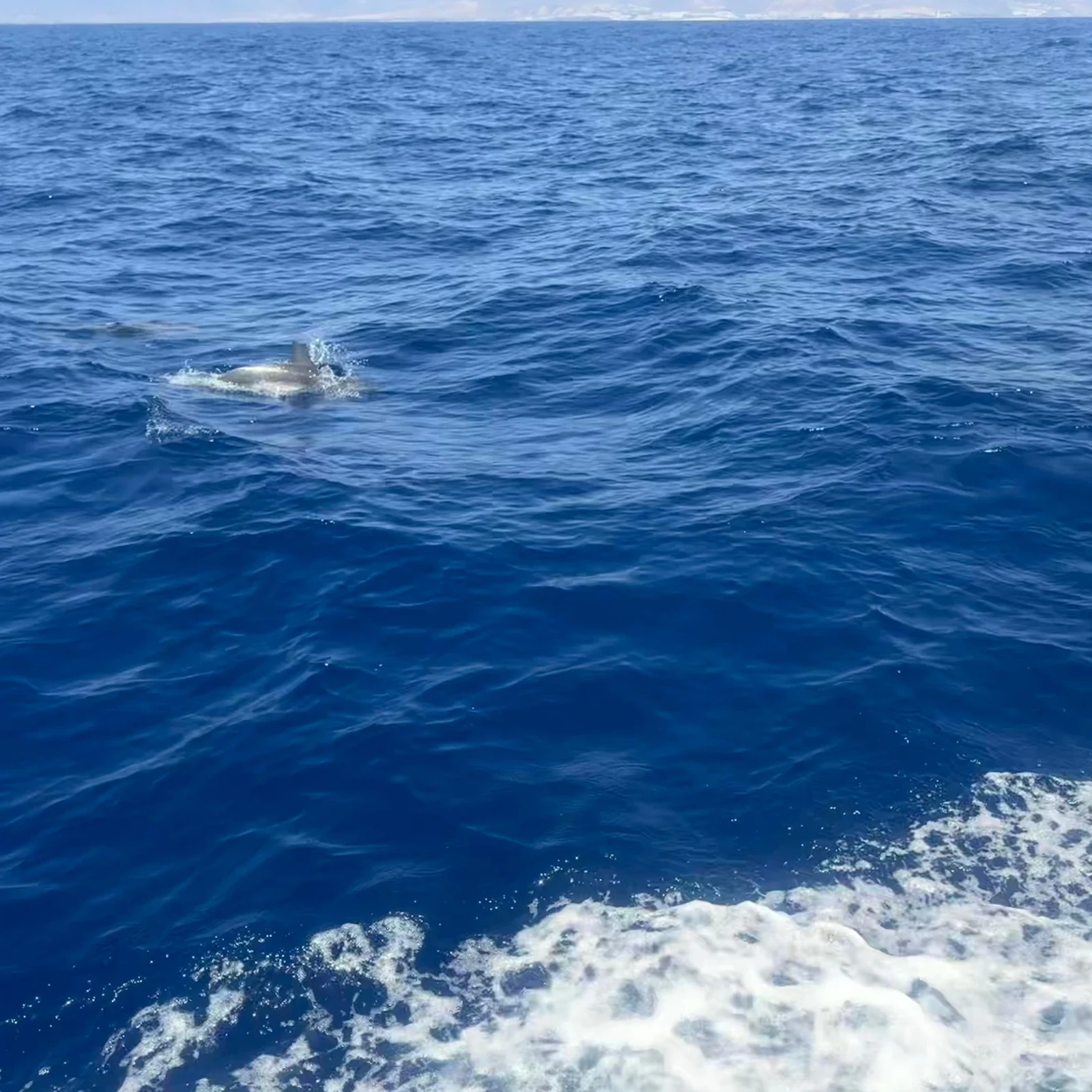 Suche vor Fuerteventura nach Delfinen und Walen