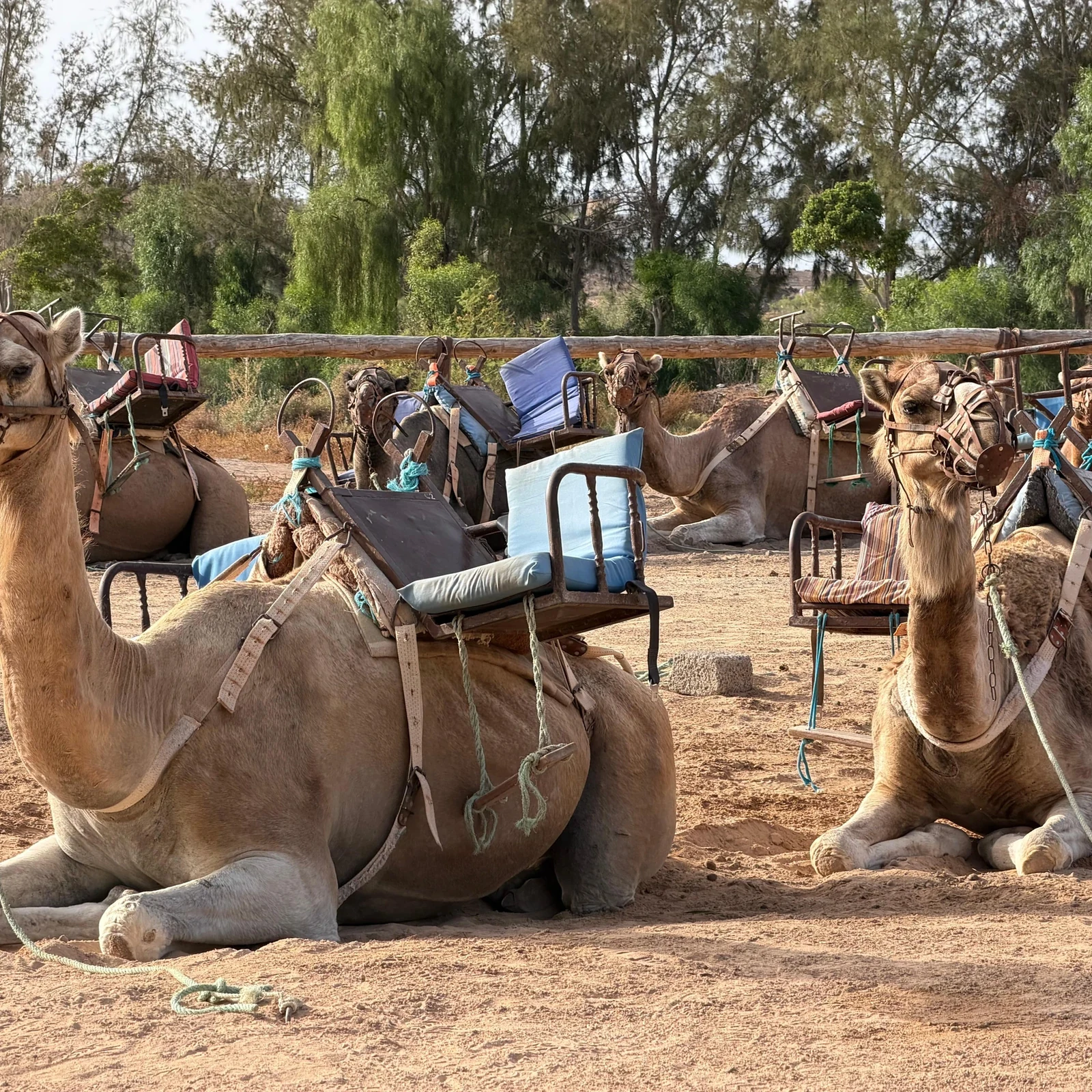 Explore Oasis Wildlife Fuerteventura at your own pace