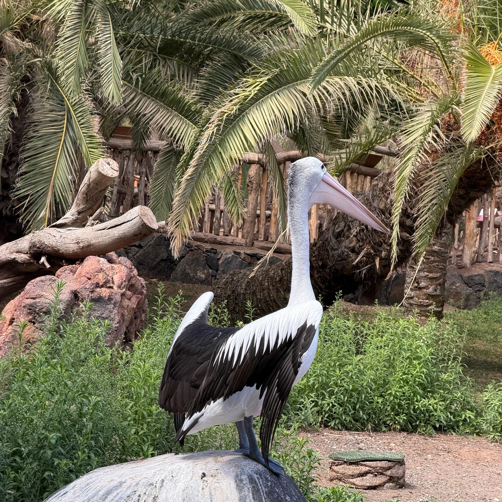 Explore Oasis Wildlife Fuerteventura at your own pace