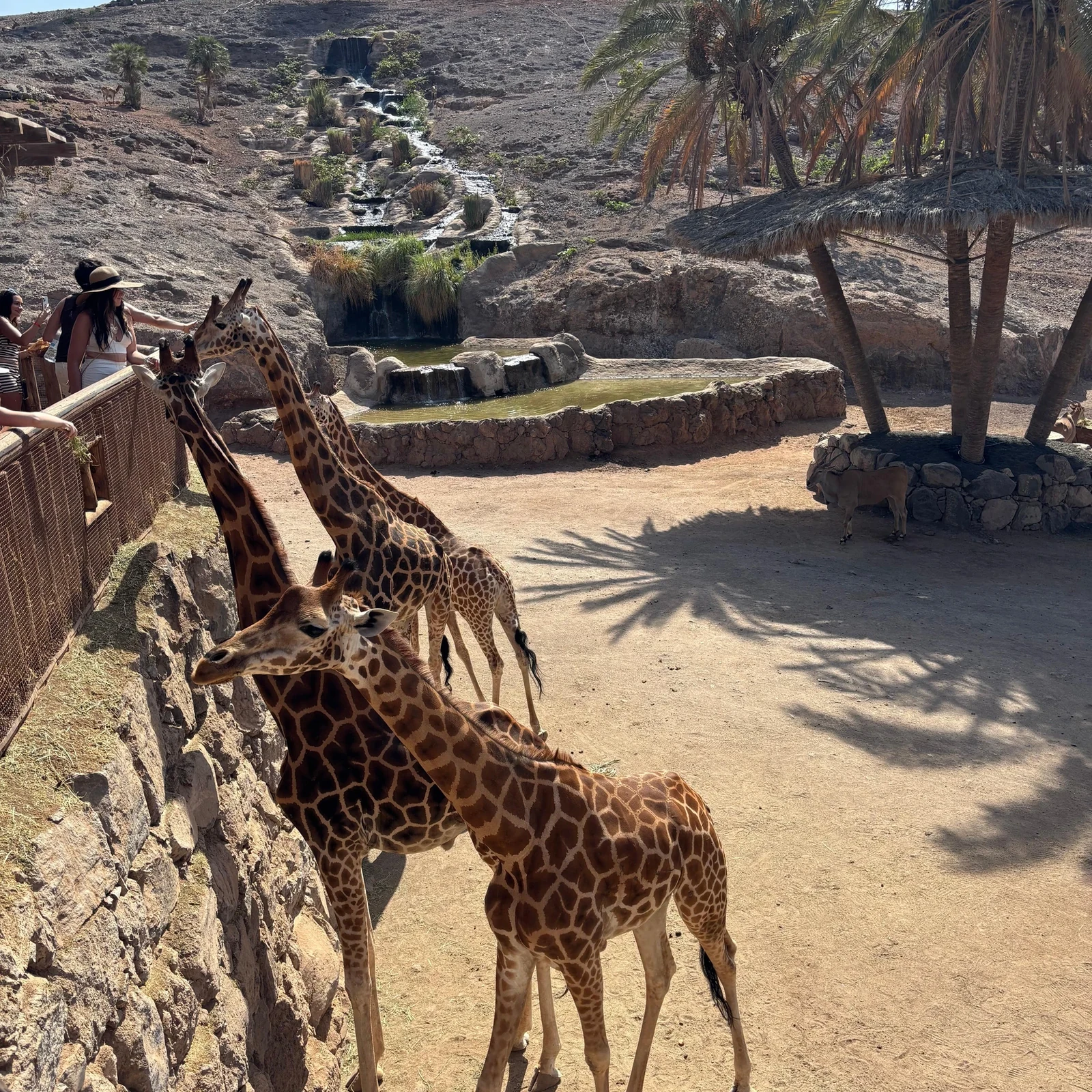 Erkunde Oasis Wildlife Fuerteventura in deinem Tempo