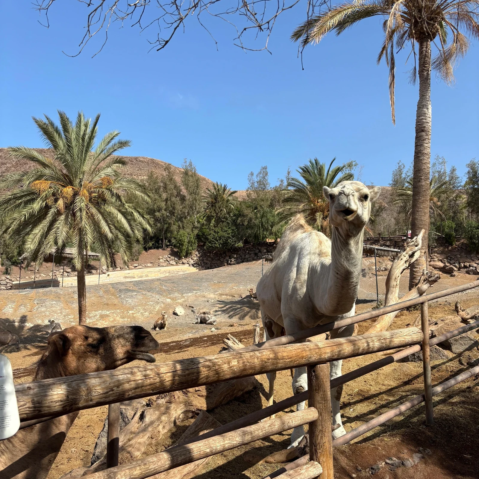 Erkunde Oasis Wildlife Fuerteventura in deinem Tempo