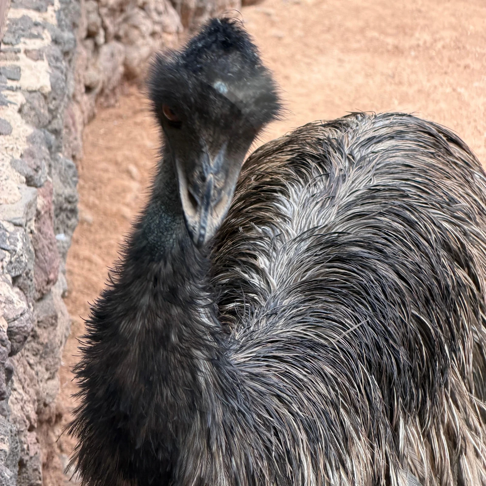 Explore Oasis Wildlife Fuerteventura at your own pace
