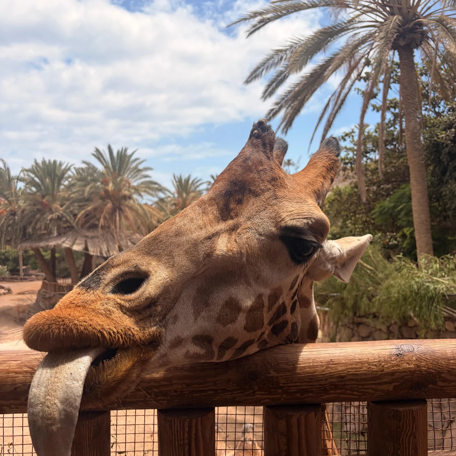 Erkunde Oasis Wildlife Fuerteventura in deinem Tempo
