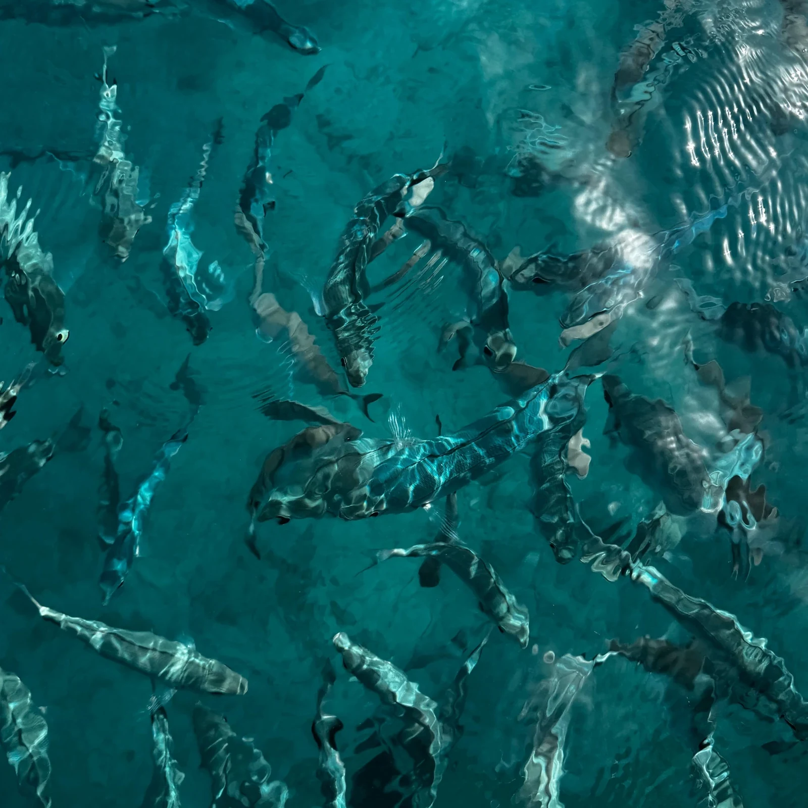 Katamaranausflug ab Corralejo rund um Lobos