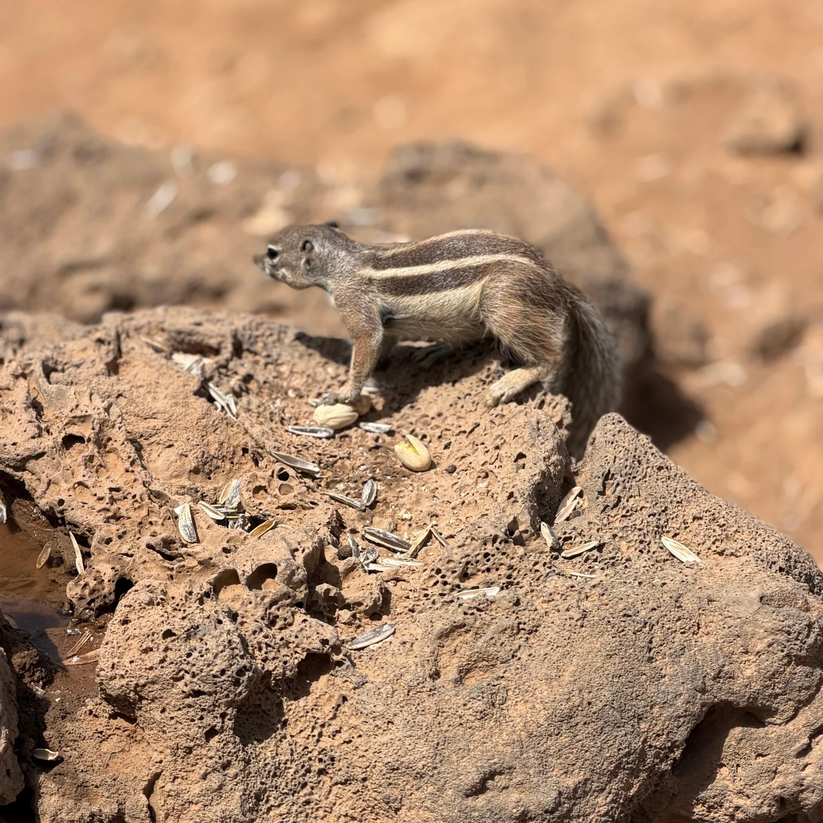 Discover Fuerteventura’s most photogenic landscapes in one day