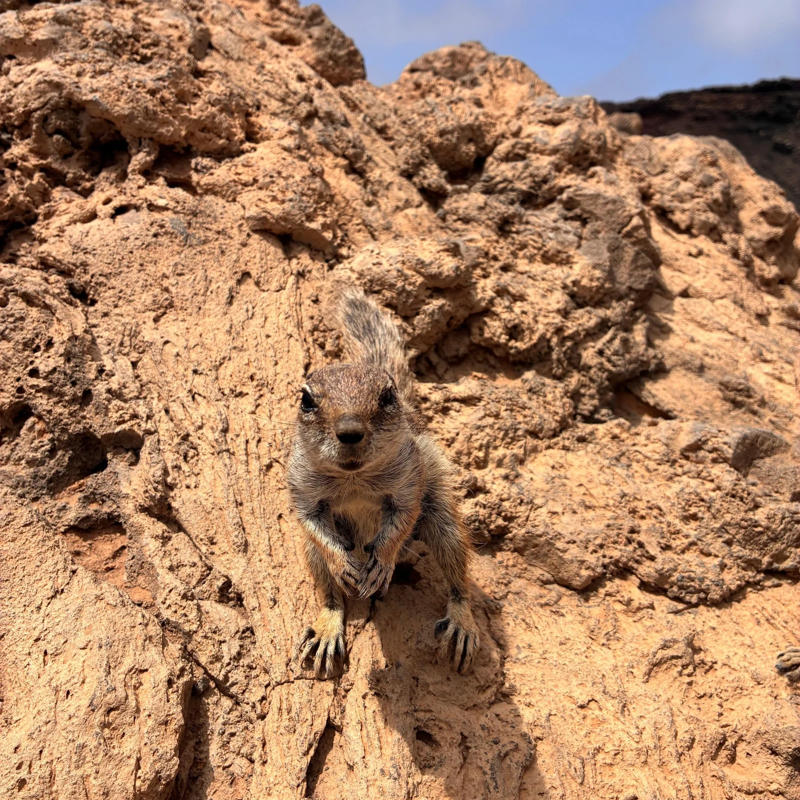 Descubre el norte salvaje de Fuerteventura sin conducir