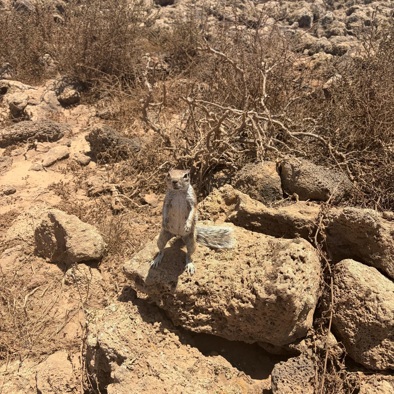 Descubre el norte salvaje de Fuerteventura sin conducir