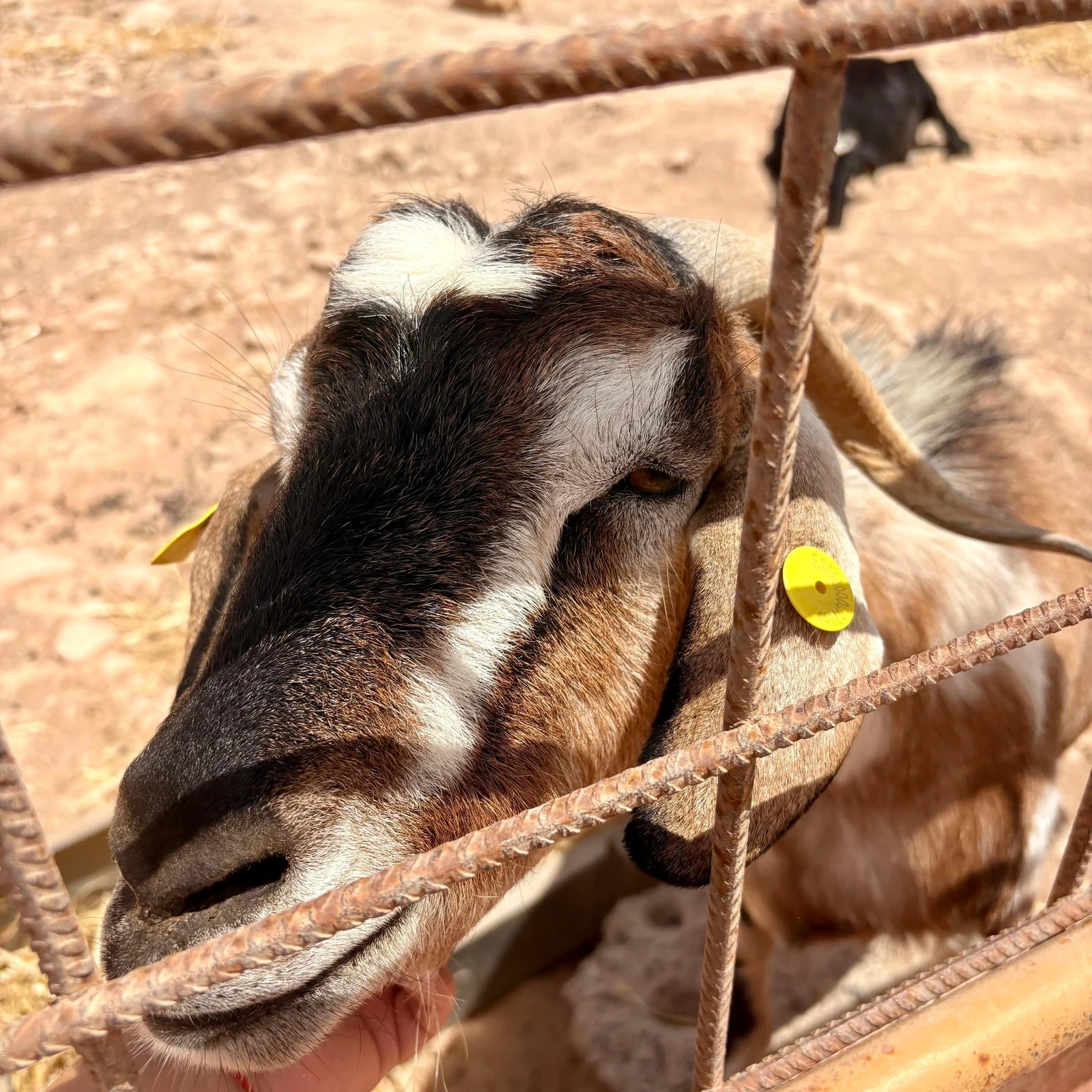 Découvrez l'histoire de plus de 250 animaux recueillis