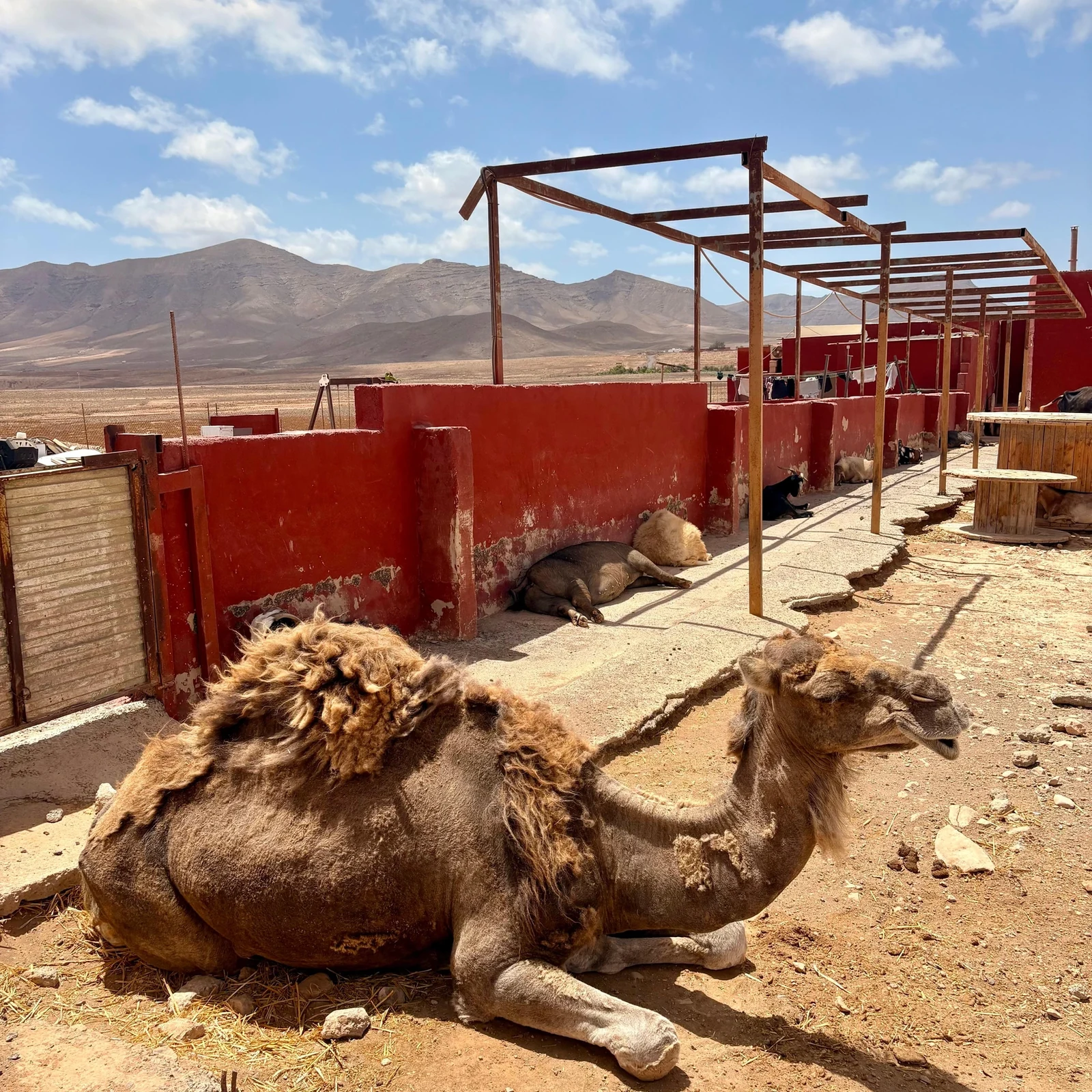 Découvrez l'histoire de plus de 250 animaux recueillis