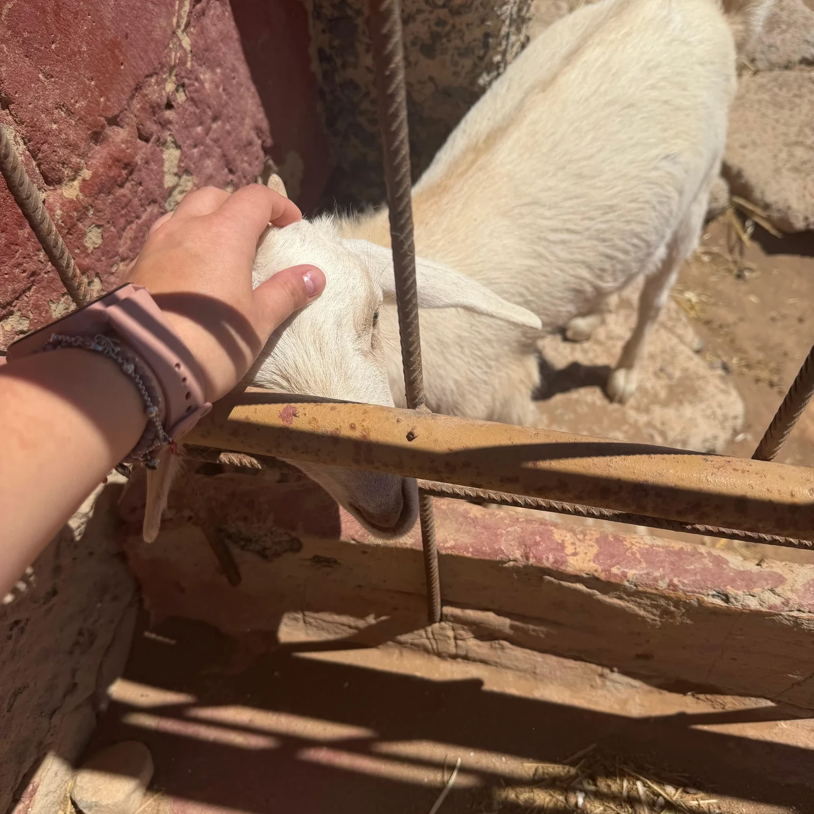 Découvrez l'histoire de plus de 250 animaux recueillis