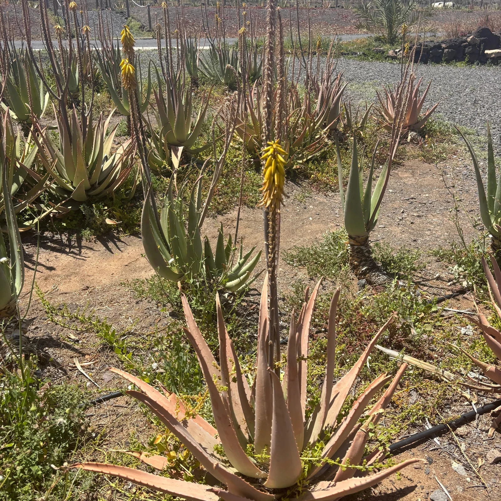Aloe vera, agricultura ecológica y sabores locales en Fuerteventura
