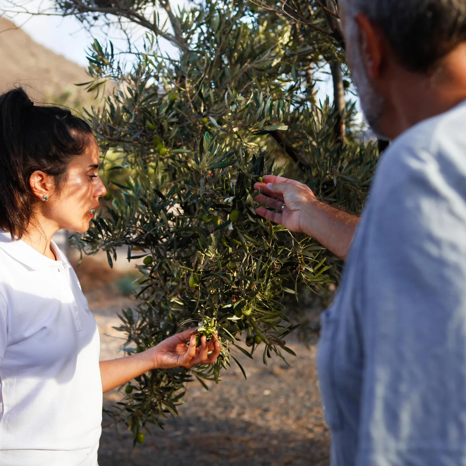 Aloe vera, organic farming and local flavours in Fuerteventura