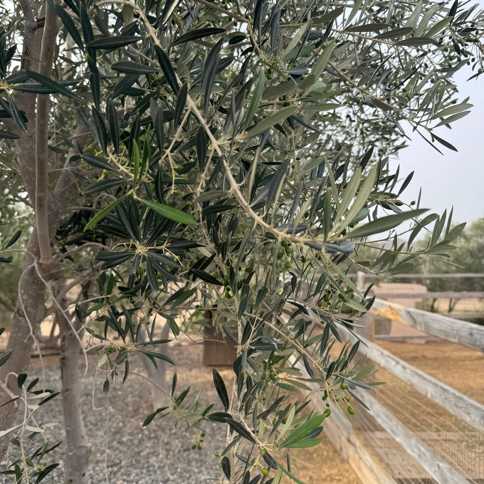 Erlebe das ländliche Fuerteventura durch Höfe und lokale Erzeugnisse
