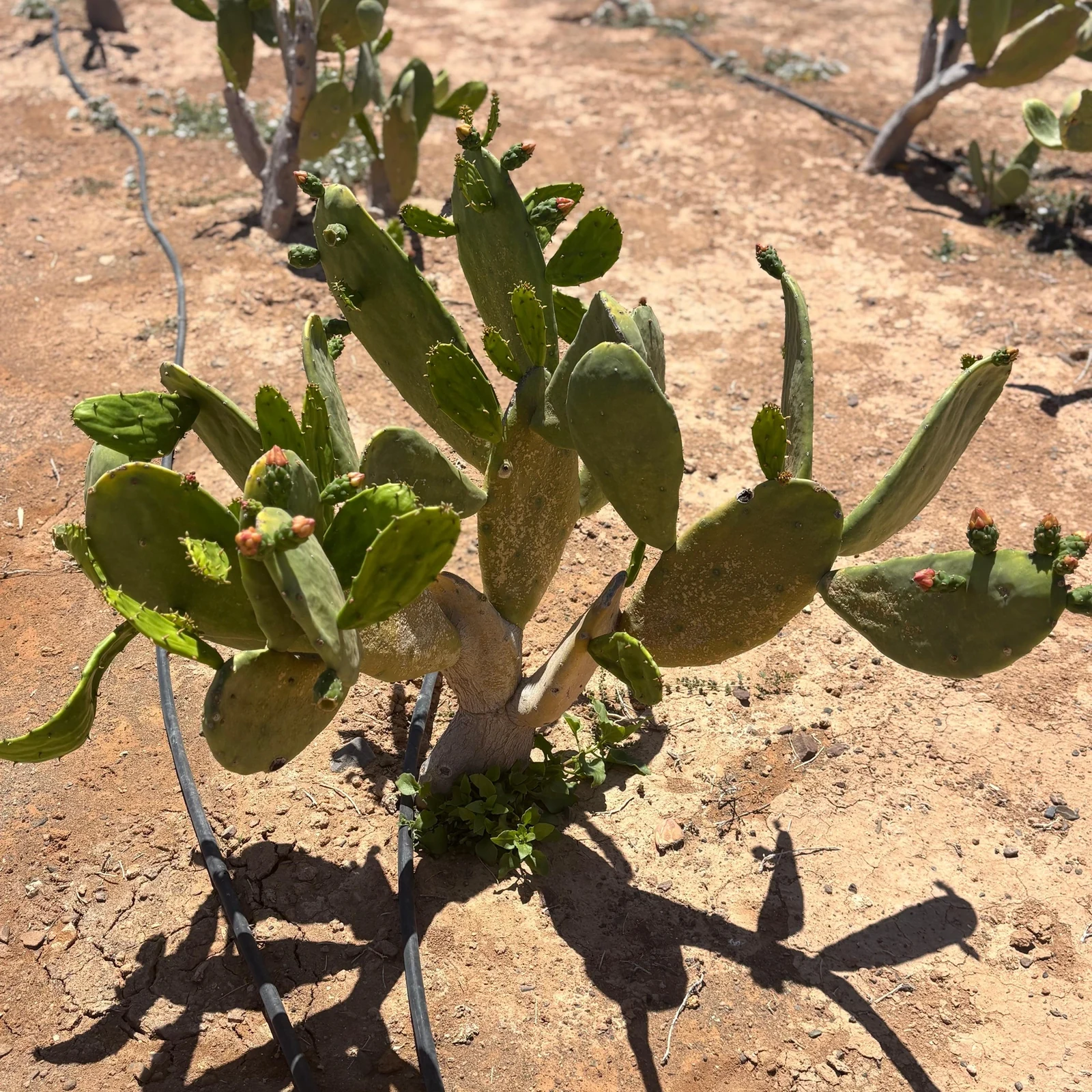 Erlebe das ländliche Fuerteventura durch Höfe und lokale Erzeugnisse