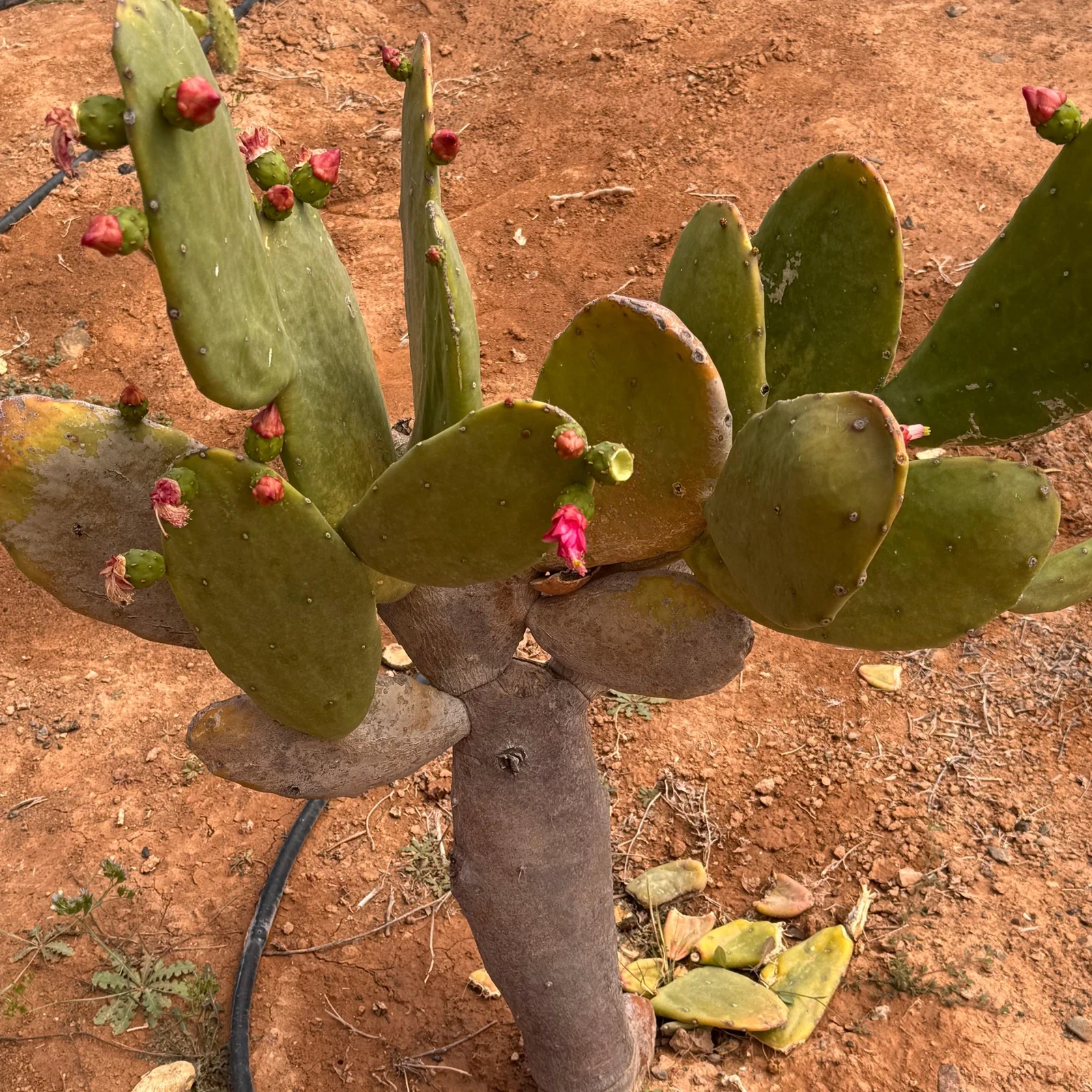 Erlebe das ländliche Fuerteventura durch Höfe und lokale Erzeugnisse