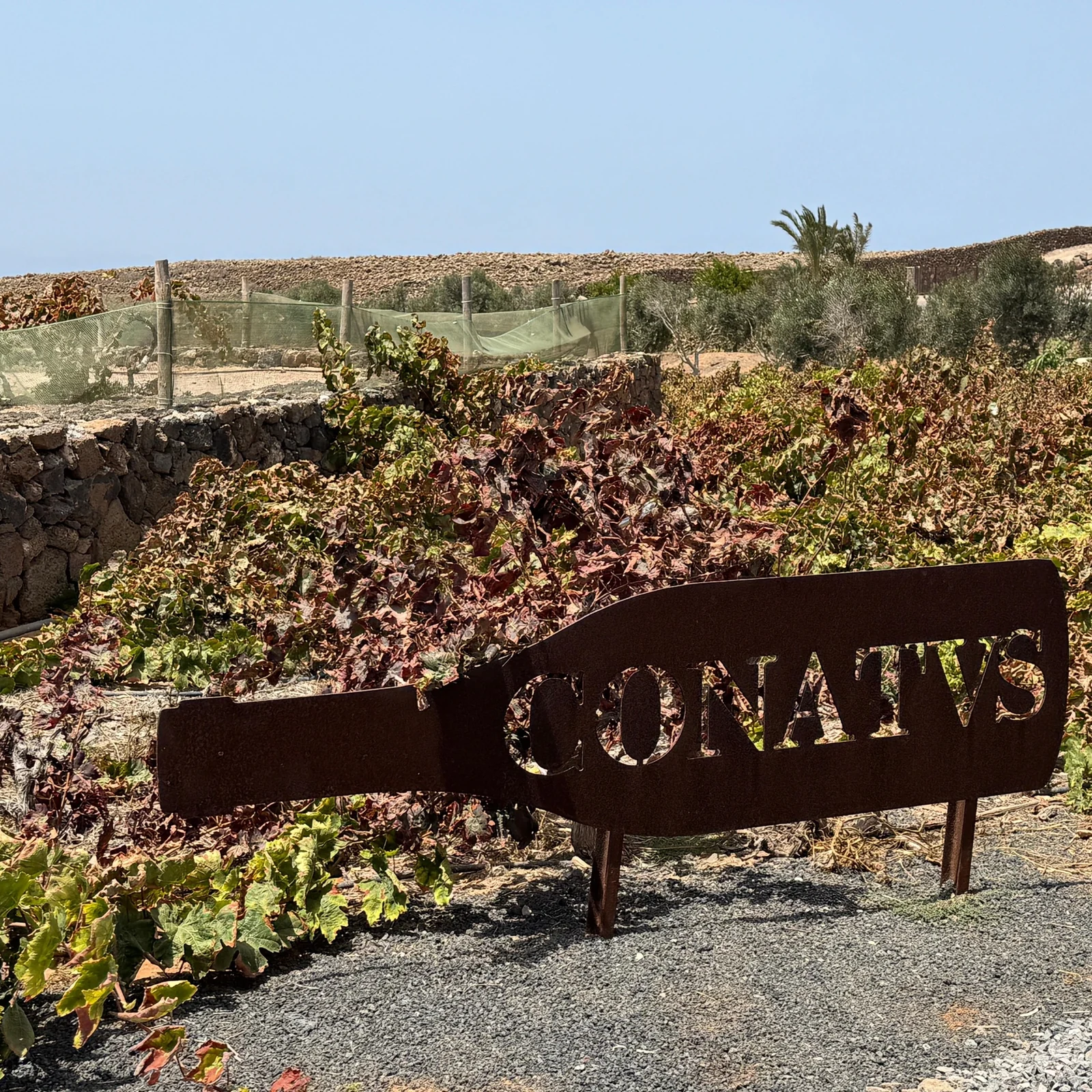 Découvrez le vin volcanique de Fuerteventura à la Bodega Conatvs