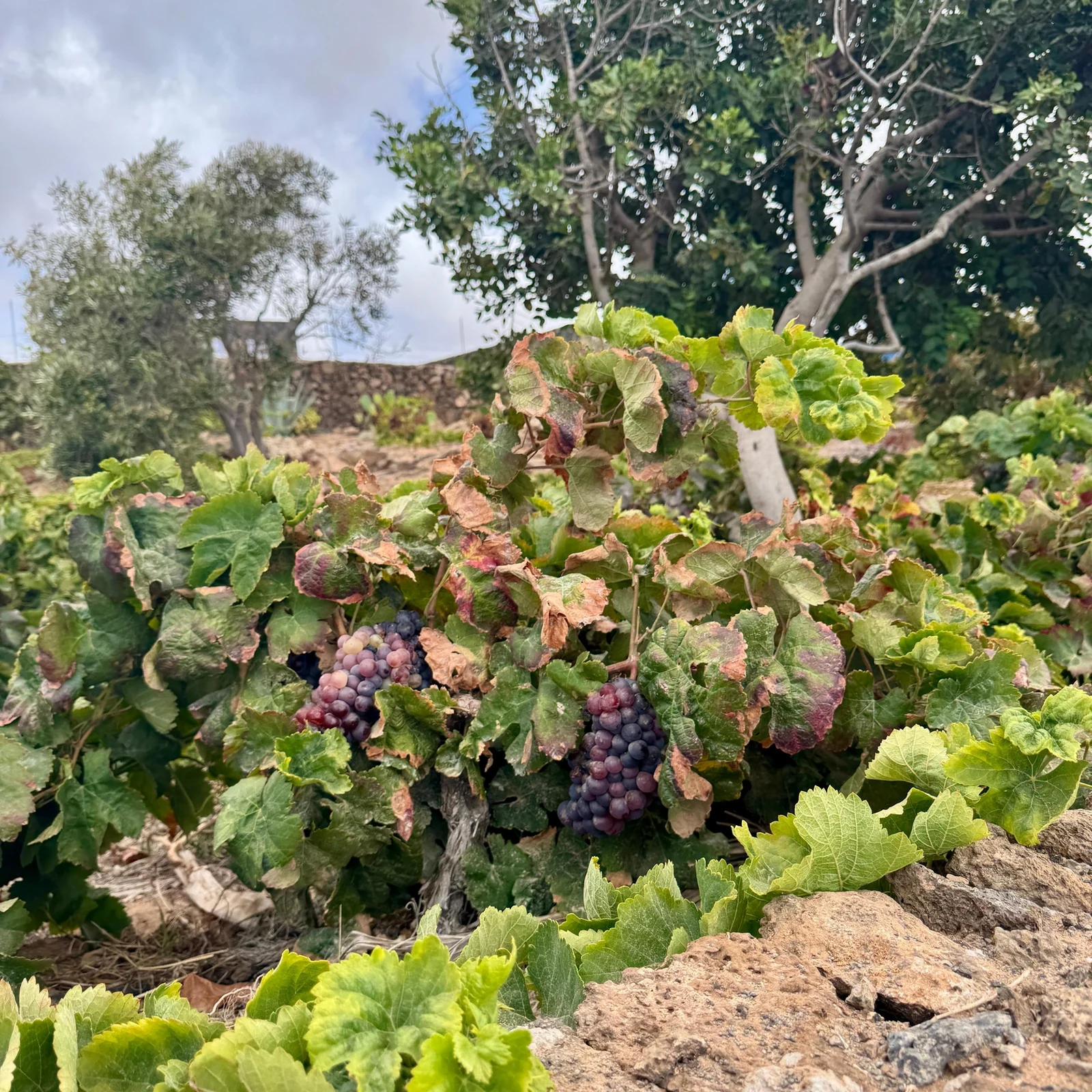 Découvrez le vin volcanique de Fuerteventura à la Bodega Conatvs