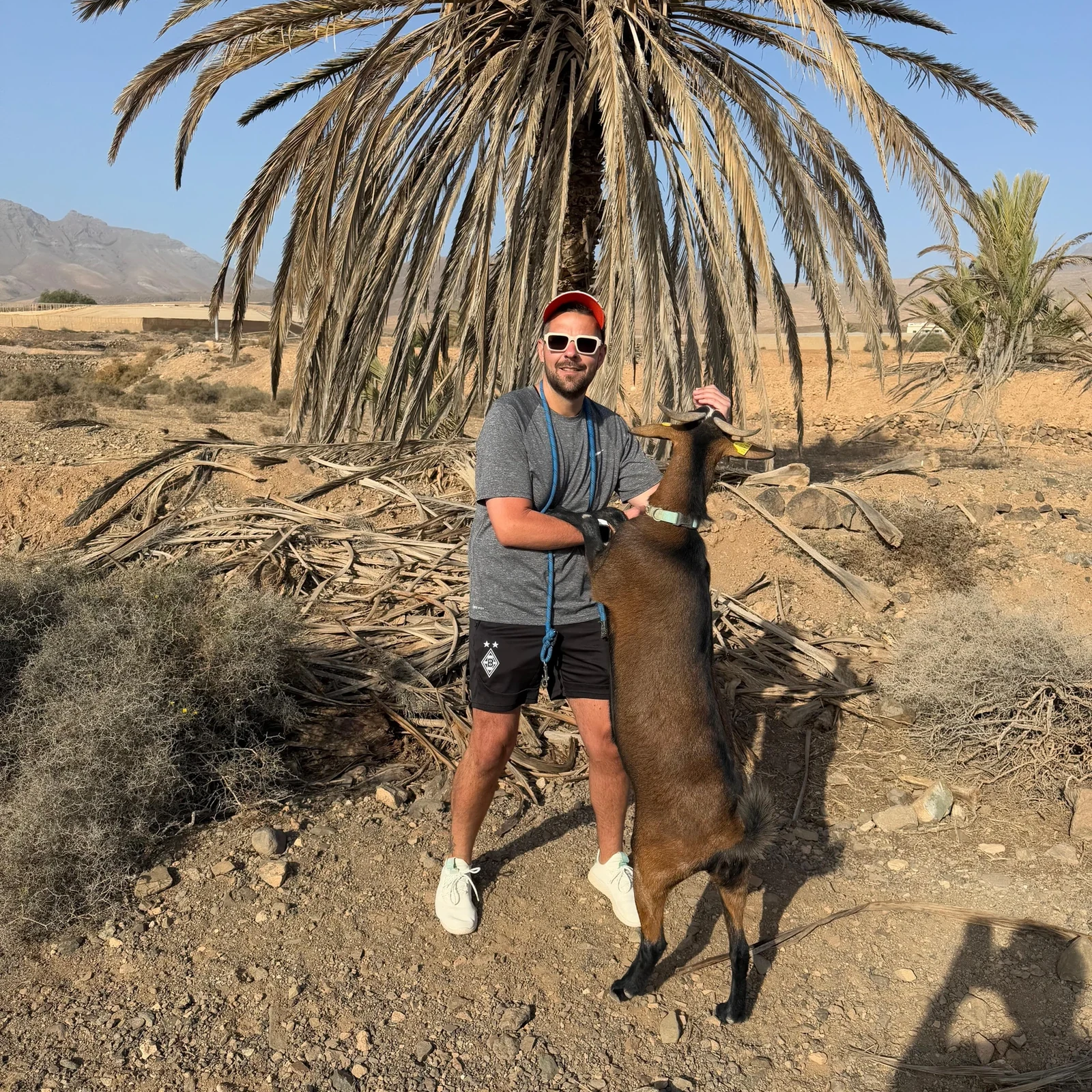 Marchez avec cinq chèvres dans la campagne de Fuerteventura