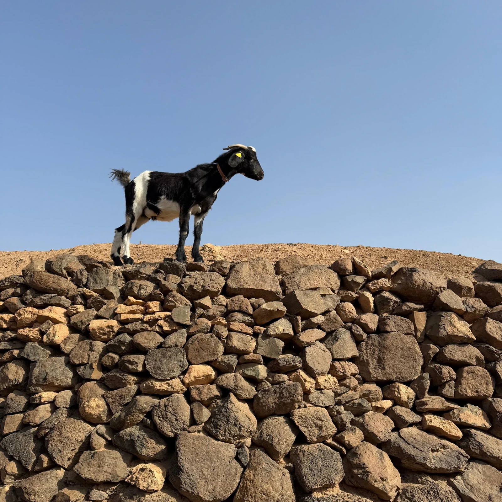 Marchez avec cinq chèvres dans la campagne de Fuerteventura