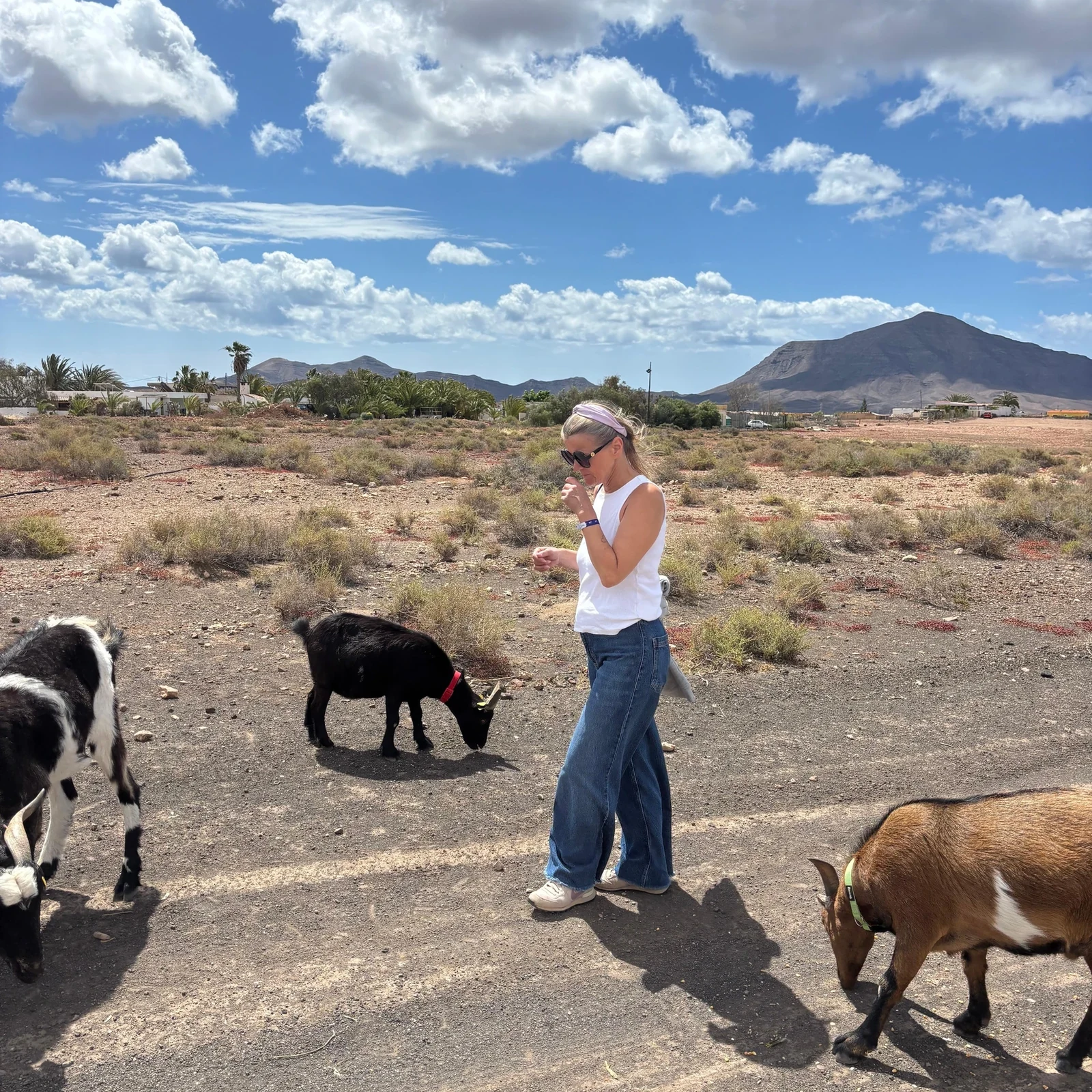 Marchez avec cinq chèvres dans la campagne de Fuerteventura