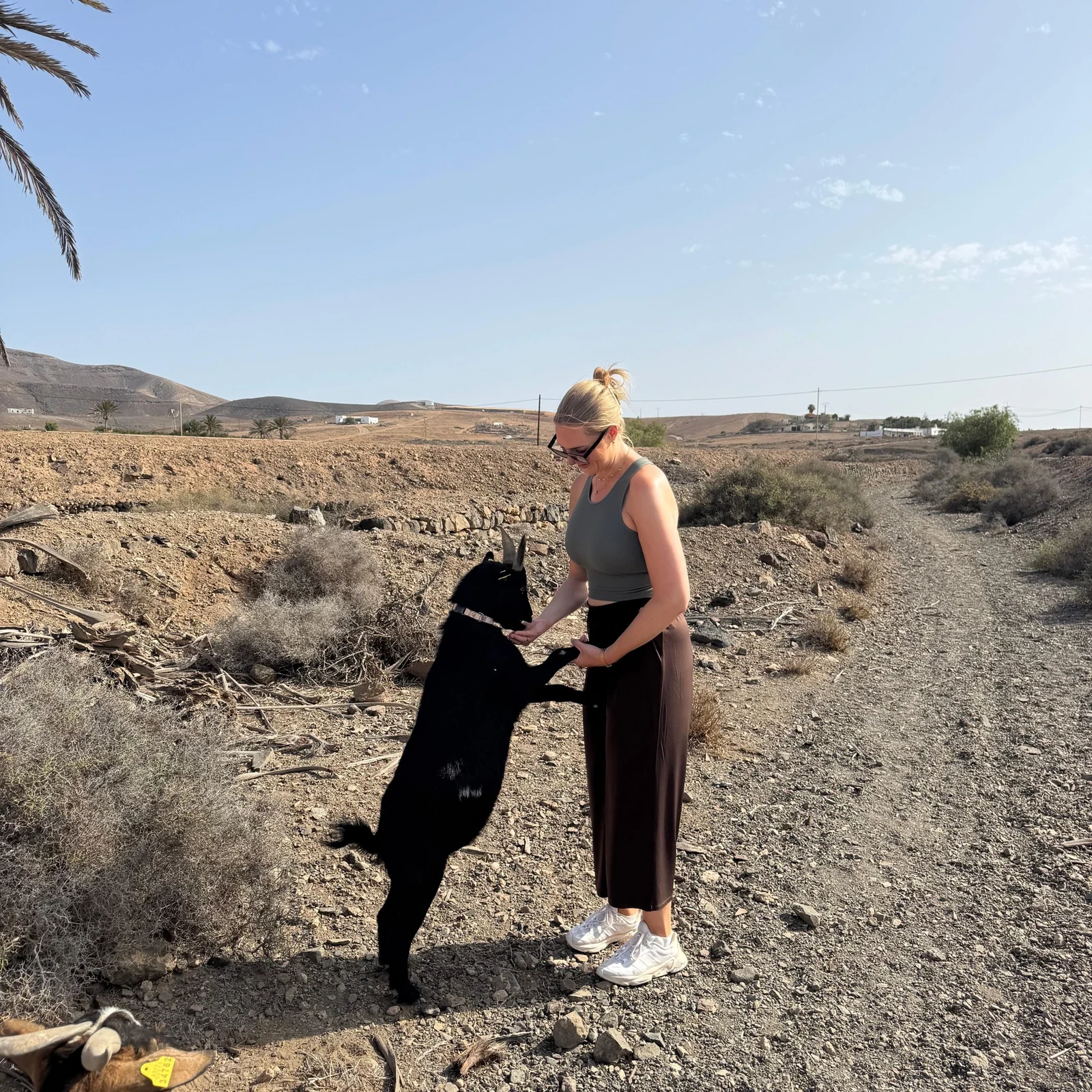 Marchez avec cinq chèvres dans la campagne de Fuerteventura