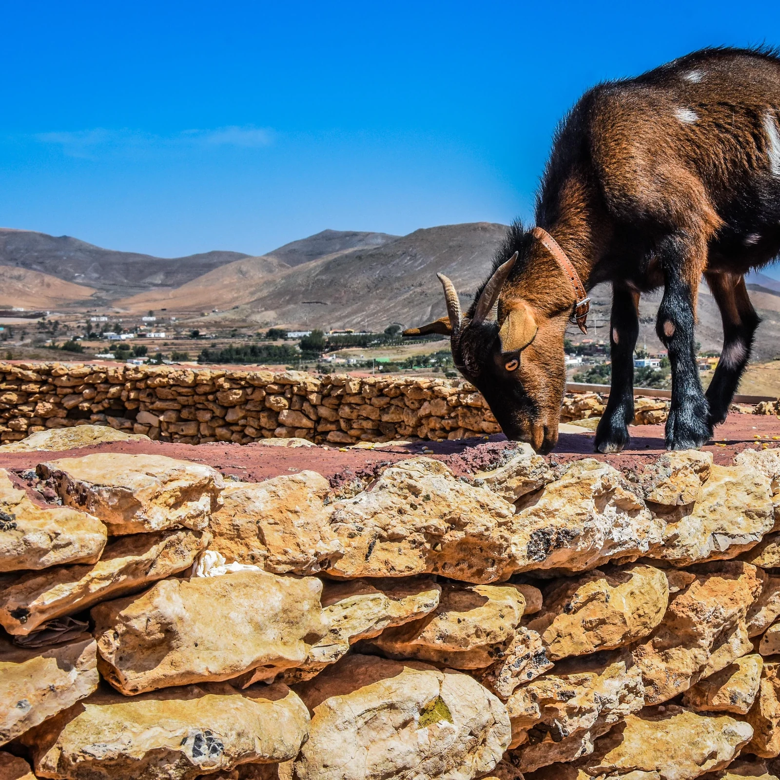 Marchez avec cinq chèvres dans la campagne de Fuerteventura