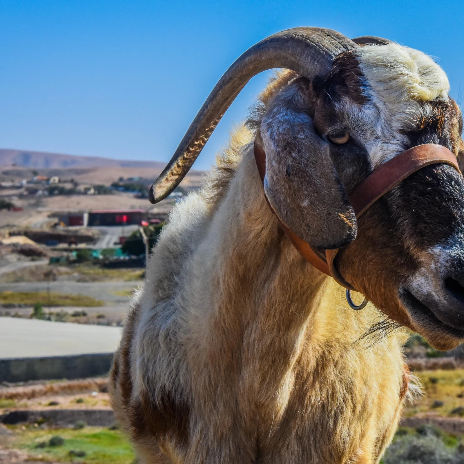 Marchez avec cinq chèvres dans la campagne de Fuerteventura