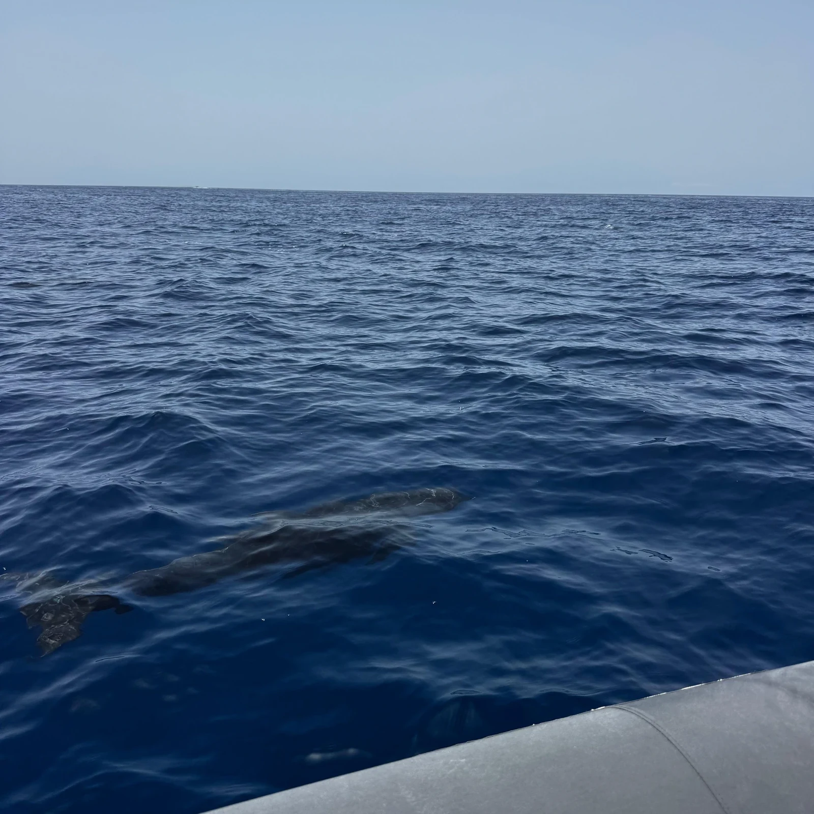 Dauphins, baleines et snorkeling depuis Morro Jable