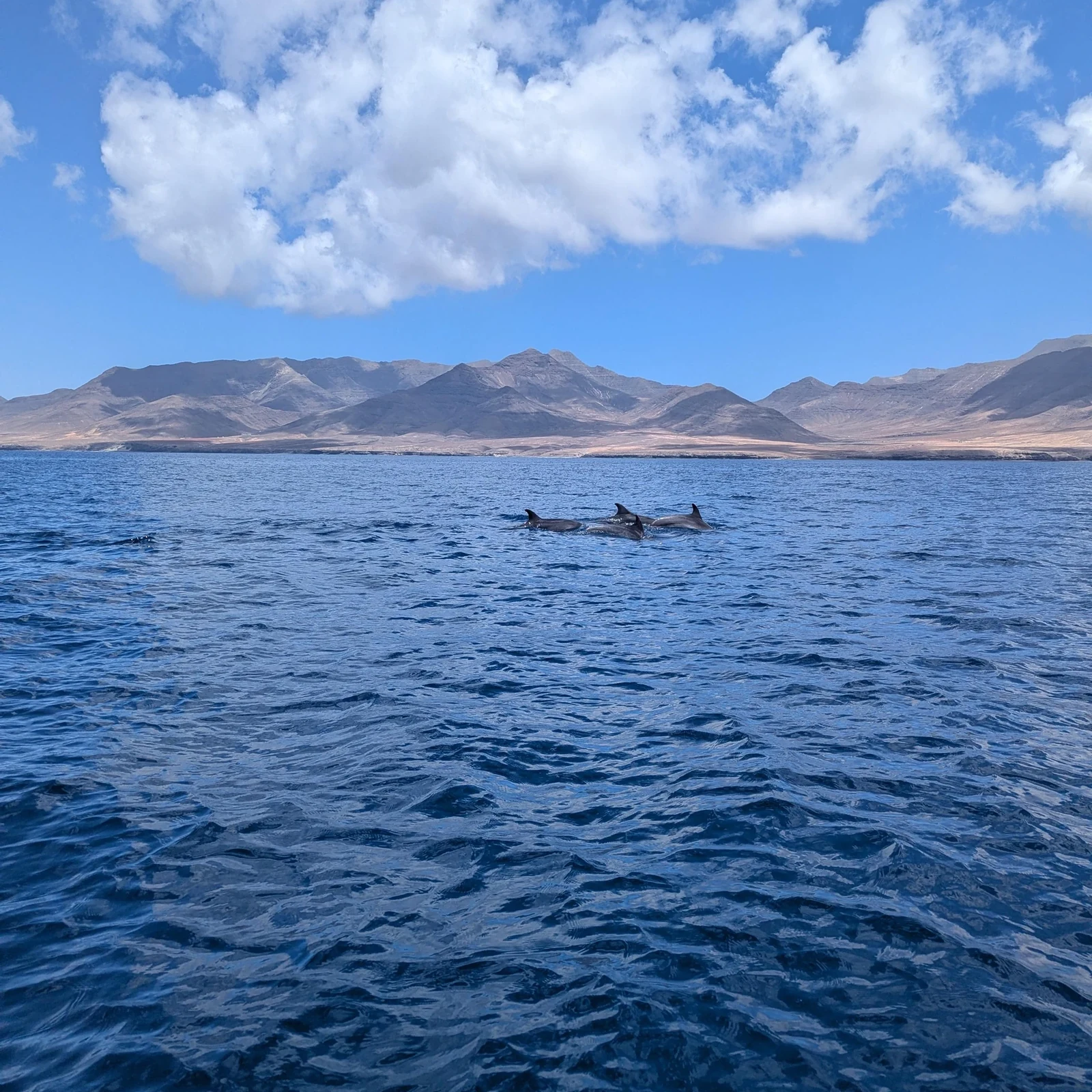 Dauphins, baleines et snorkeling depuis Morro Jable